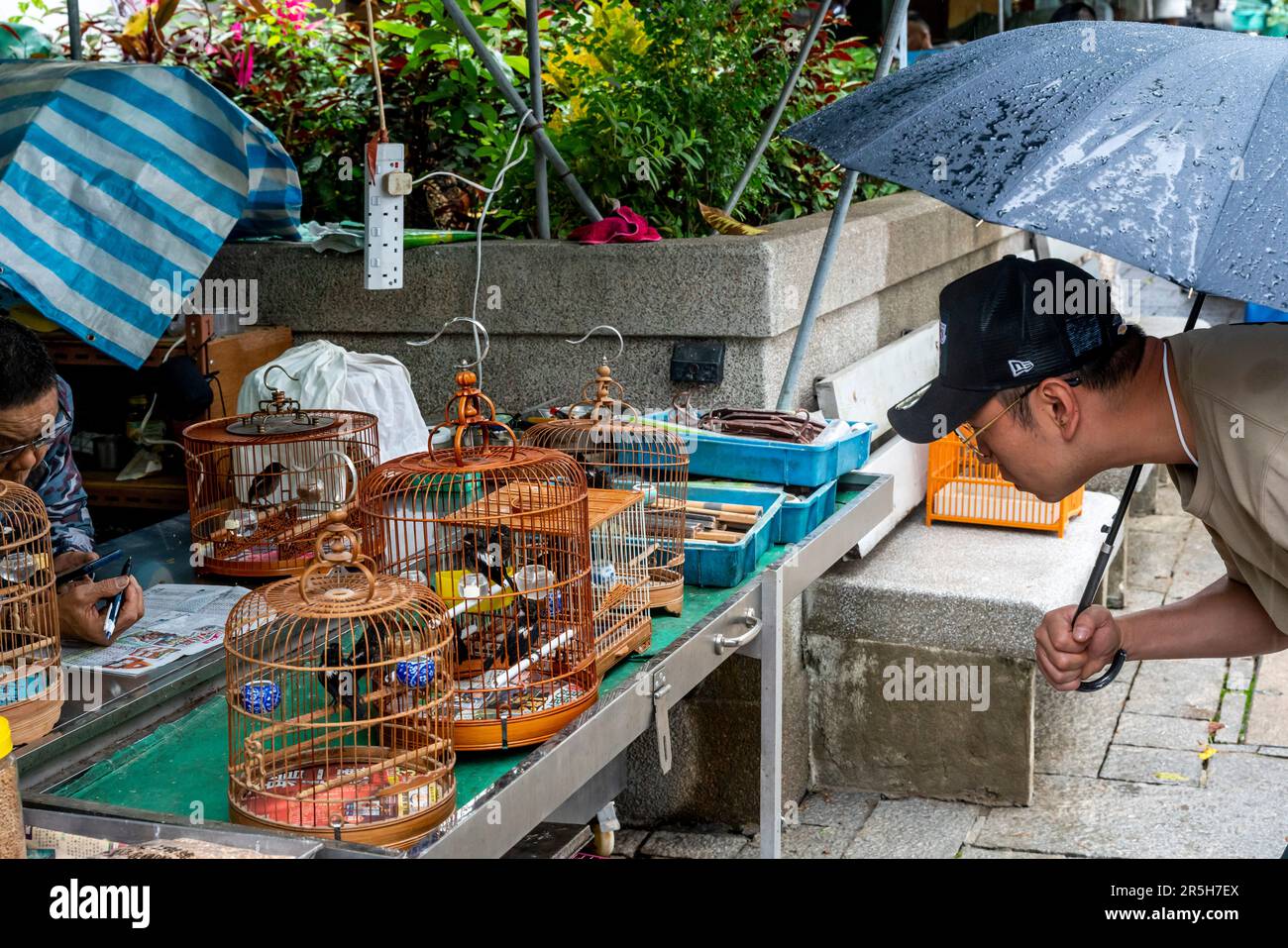 Ein Mann, der die Vögel in Käfigen auf dem Hong Kong Bird Market (Yuen Po Street Bird Market), Kowloon, Hongkong, China betrachtet. Stockfoto
