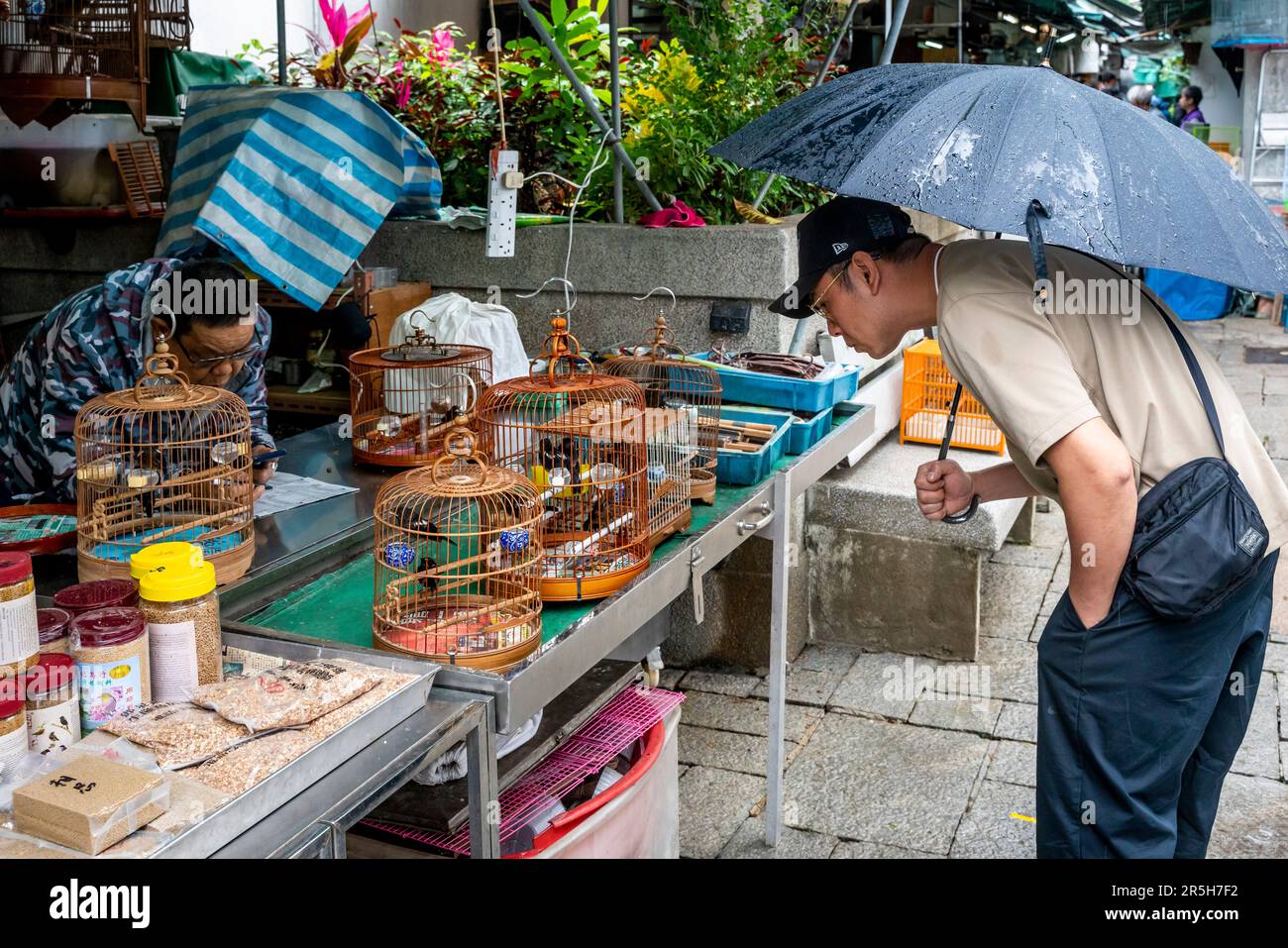 Ein Mann, der die Vögel in Käfigen auf dem Hong Kong Bird Market (Yuen Po Street Bird Market), Kowloon, Hongkong, China betrachtet. Stockfoto
