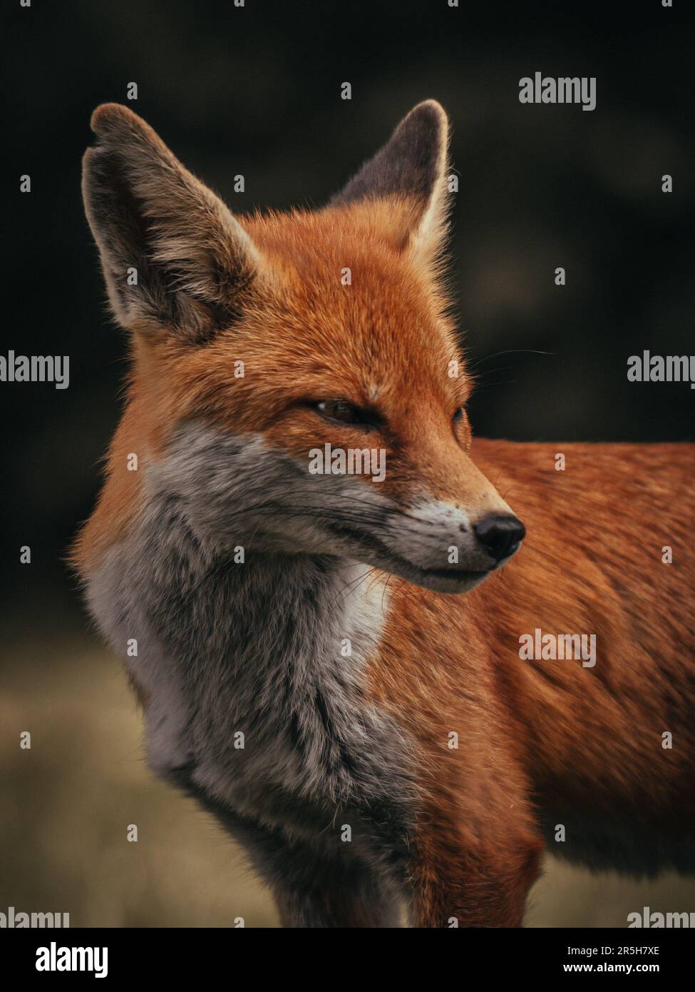 Ein wilder Stadtfuchs, der in London in den Gärten des Horniman Museums gefangen wurde. Stockfoto