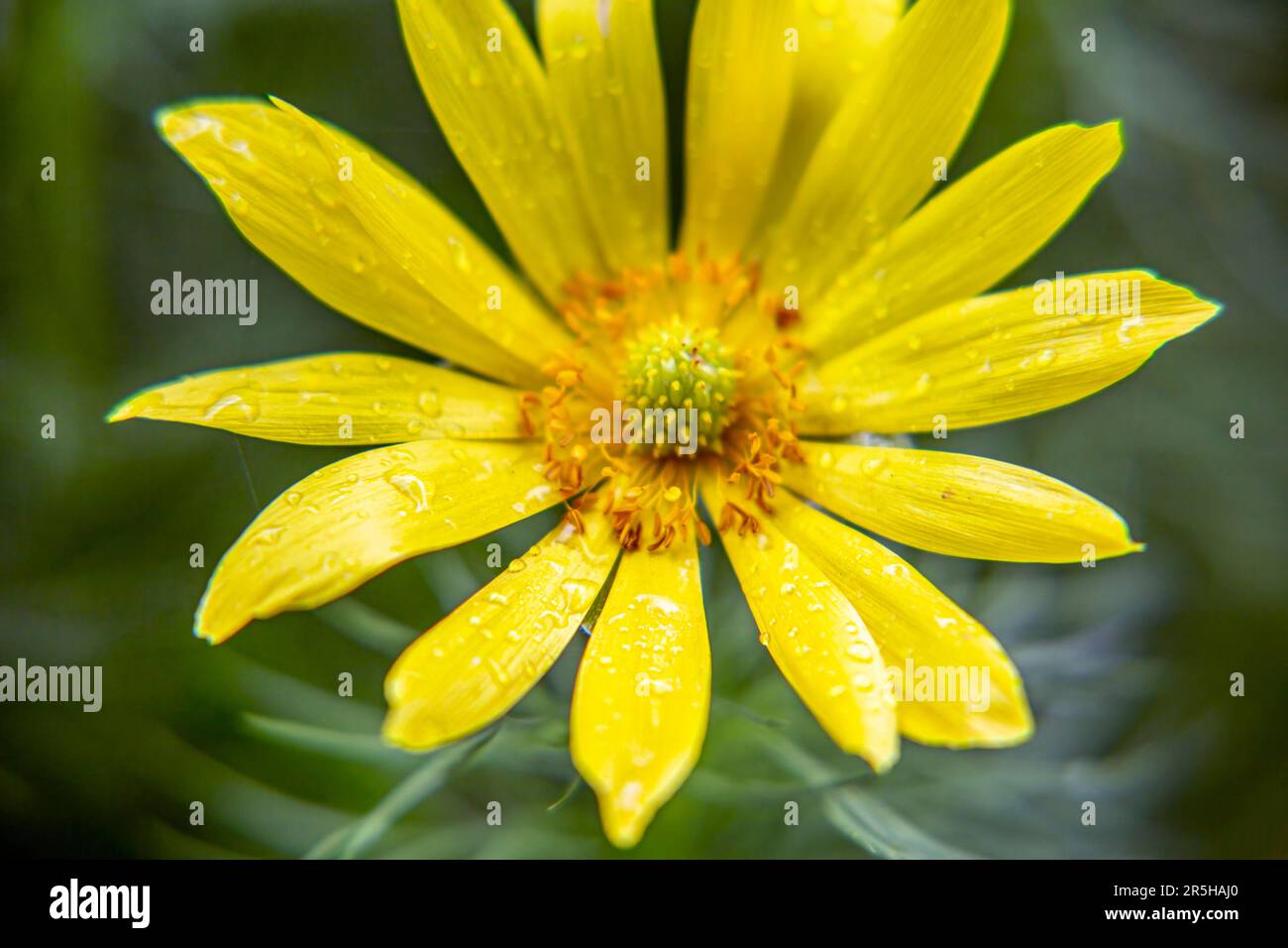 Nahaufnahme von zarten gelben Wildblumen mit empfindlichen Blütenblättern und natürlicher Schönheit in Makro. Frische und Wachstum in der Natur Stockfoto