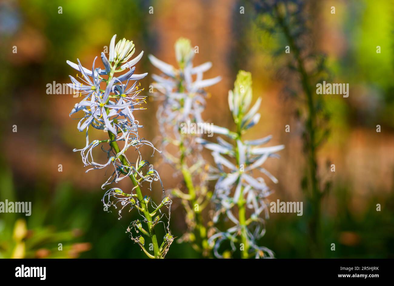 Camassia cusickii – ein mehrblütiger Stamm mit sechs Blütenblättern, der in Nordamerika beheimatet ist. New England Botanic Garden in Tower Hill, Boylston, MA Stockfoto