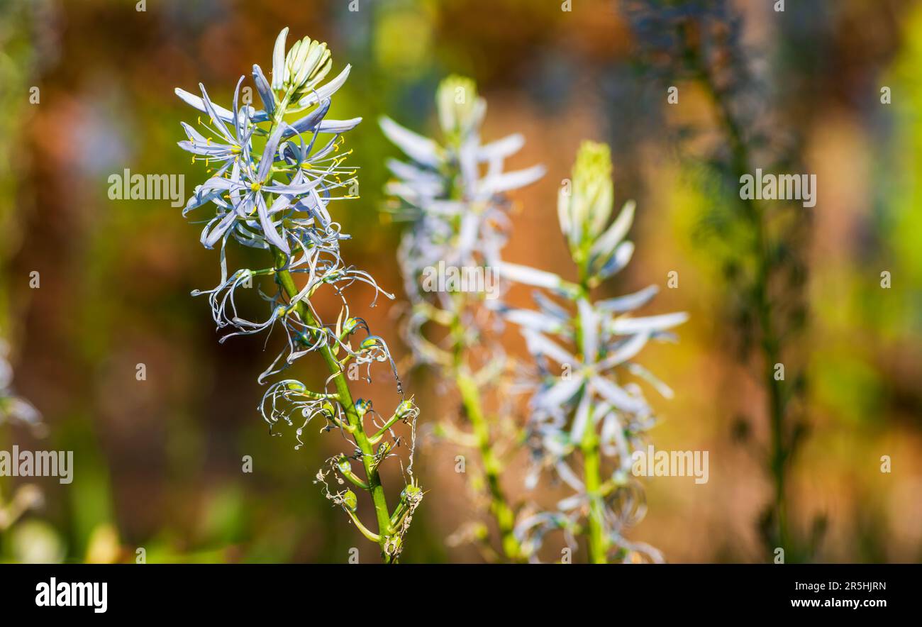 Camassia cusickii – ein mehrblütiger Stamm mit sechs Blütenblättern, der in Nordamerika beheimatet ist. New England Botanic Garden in Tower Hill, Boylston, MA Stockfoto