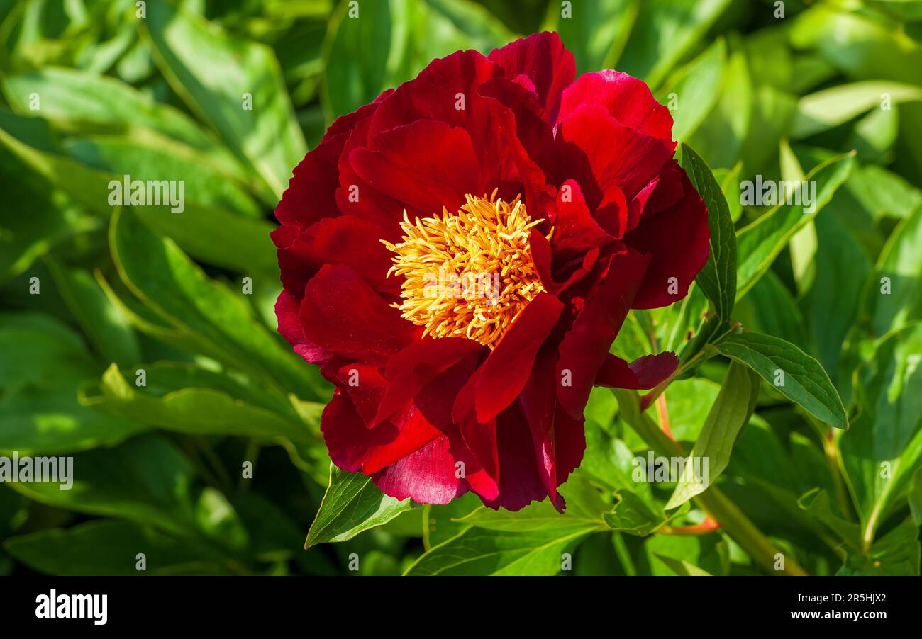 Paeonia lactiflora cv. Illini Belle Pfingstrose. New England Botanic Garden in Tower Hill, Boylston, Massachusetts Stockfoto