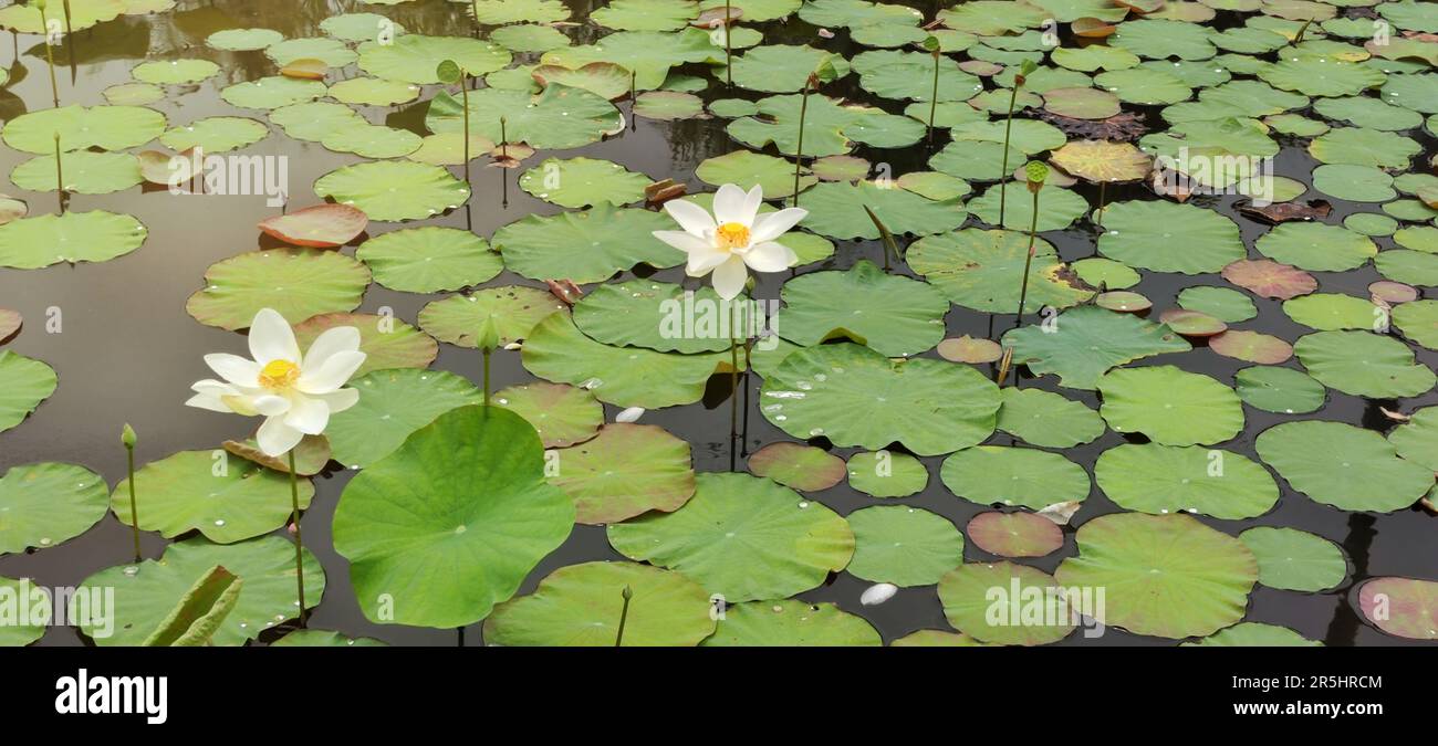 Blumen für mönche Fotos und Bildmaterial in hoher Auflösung Alamy