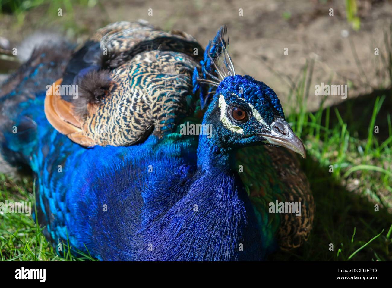Geschlossenes Bild des blauen majestätischen Pfaus in der Natur Stockfoto