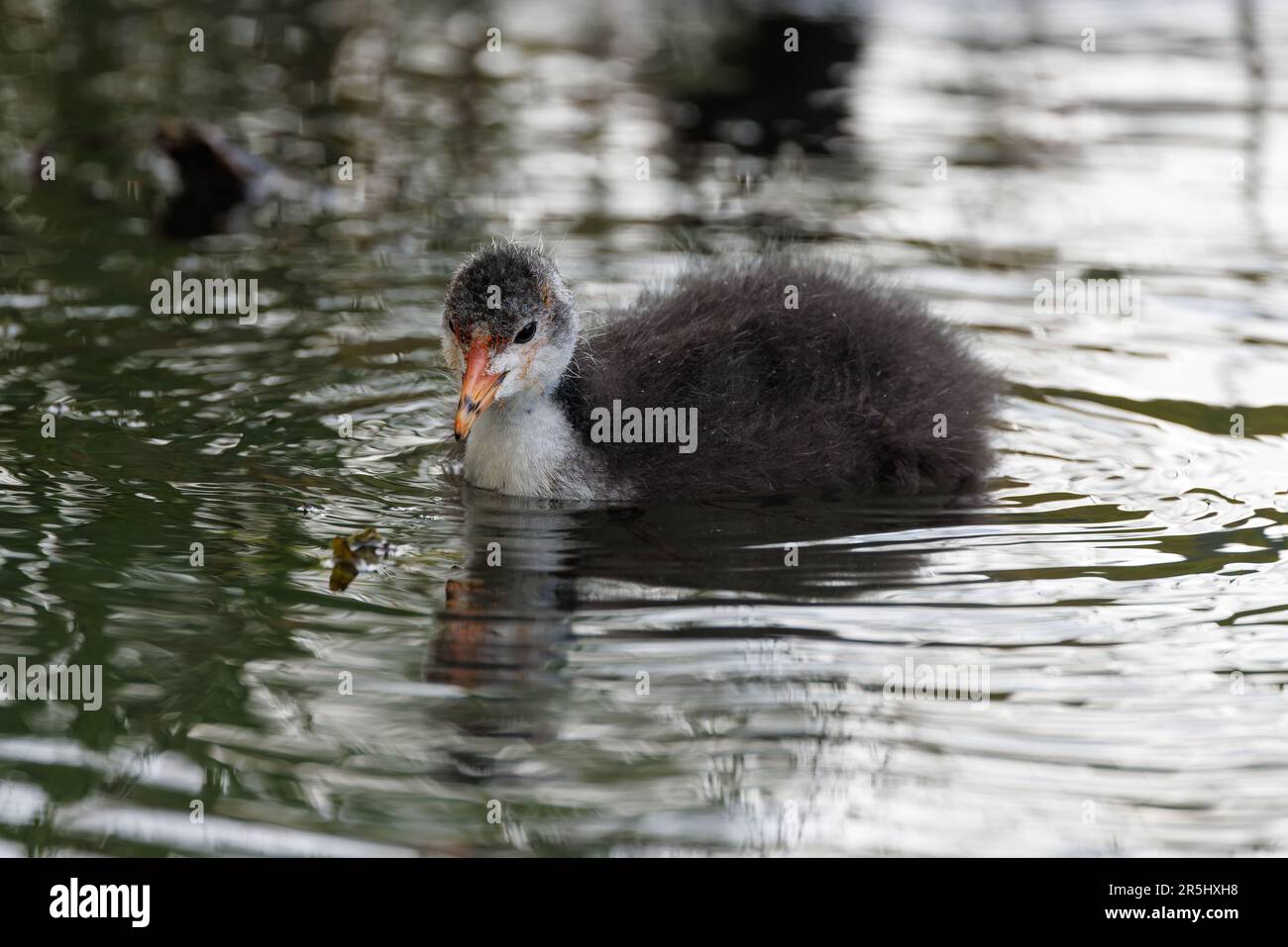 Juvenile Coot [ Fulica ATRA ] auf Teich mit teilweiser Reflexion Stockfoto