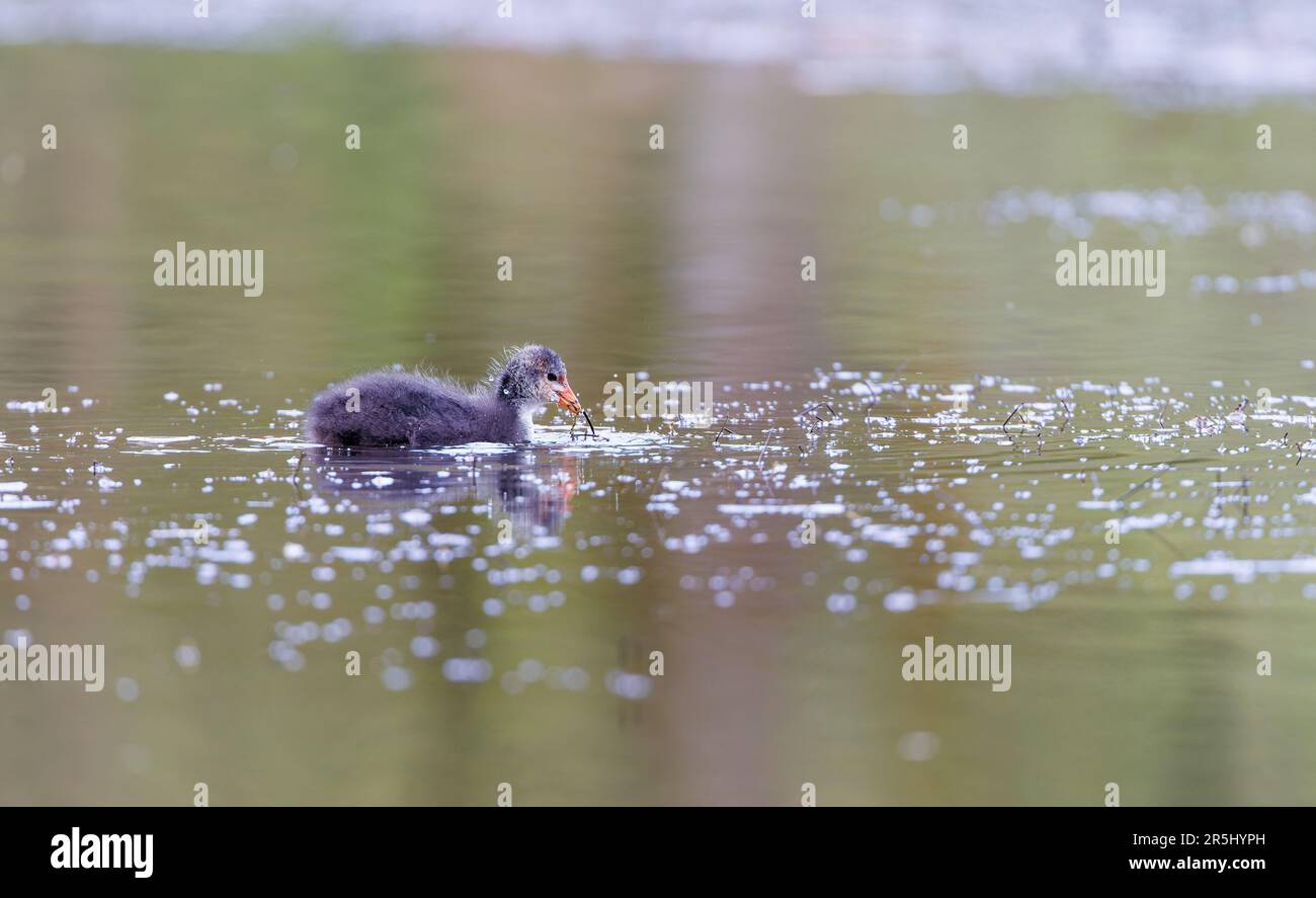 Juvenile Coot [ Fulica ATRA ] Fütterung auf Teich mit teilweiser Reflexion Stockfoto