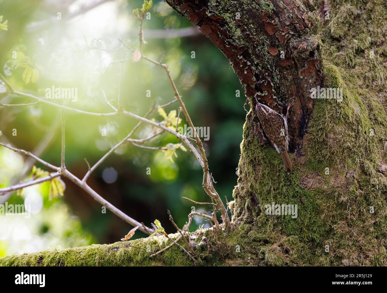 Baumhüter [ Certhia Familiaris ] auf moosbedeckten Bäumen mit Sonnenschein im Hintergrund Stockfoto