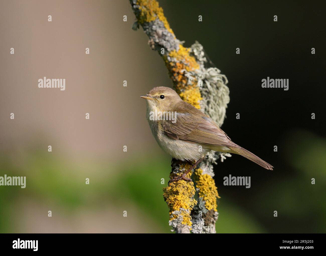 Gewöhnlicher Chiffchaff sitzt auf einem Zweig mit gelben Flechten Stockfoto