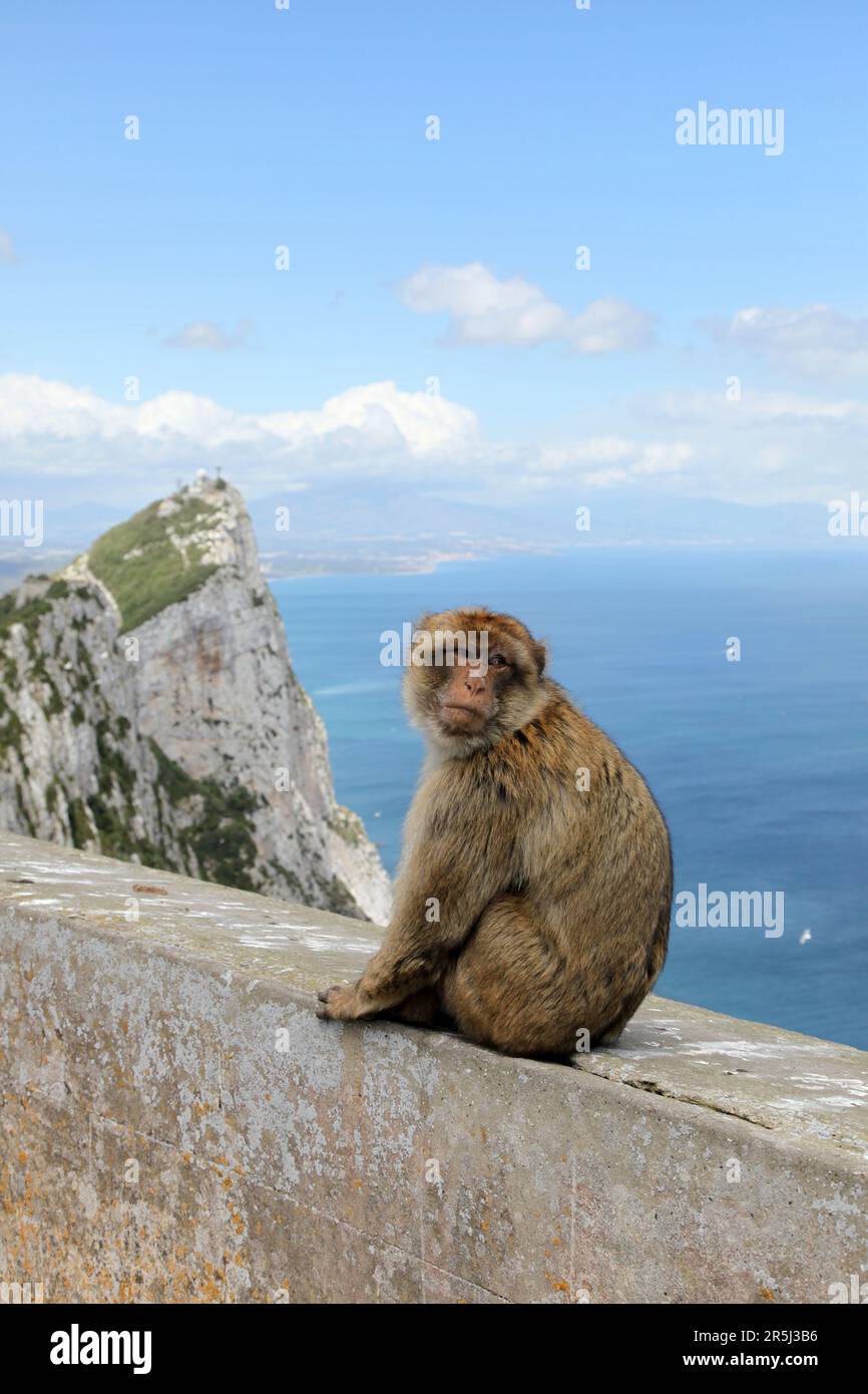 Ein „Ape von Gibraltar“ der Barbary Macaque ist eine berühmte Attraktion in Gibraltar. Stockfoto