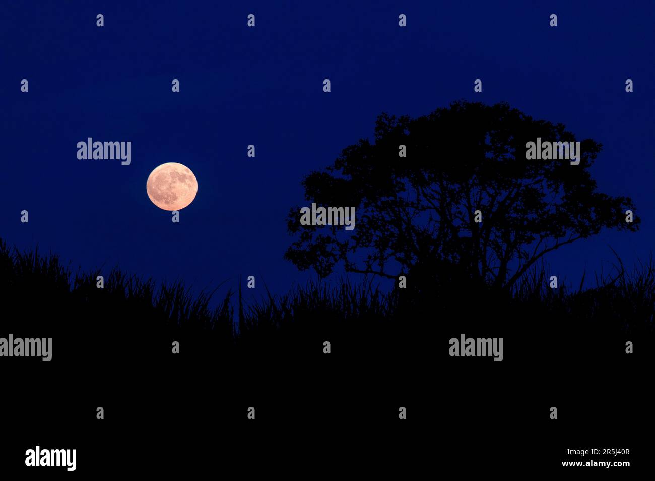 Vollmond bei Dämmerung auf dem Land. Stockfoto