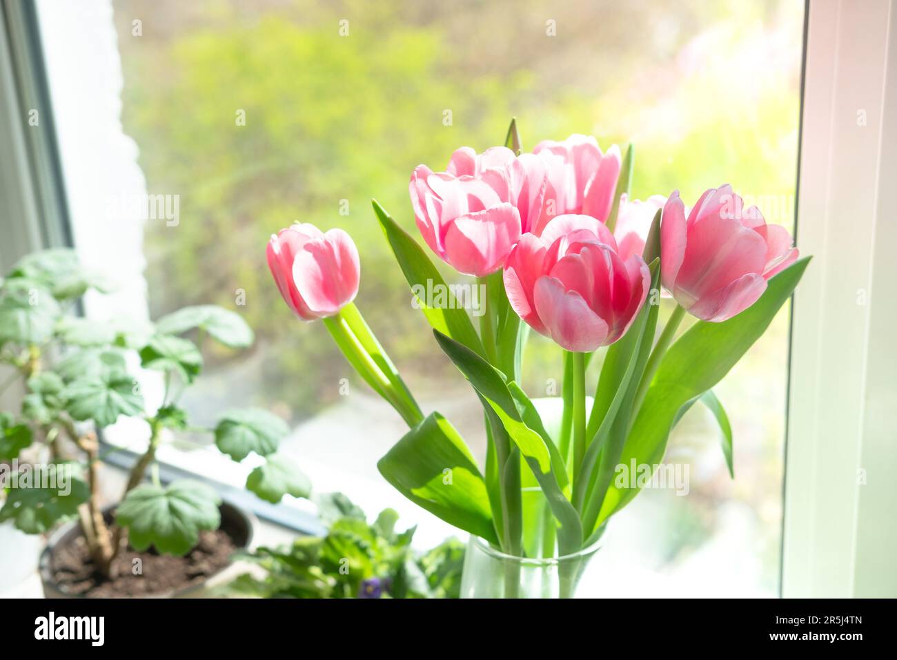 Ein Strauß rosa Tulpen in einer transparenten Vase auf der Fensterbank vor dem Hintergrund des Fensters. Blumenstrauß als Geschenk an deine Geliebte Stockfoto