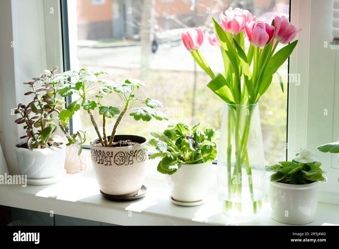 Ein Strauß rosa Tulpen in einer transparenten Vase und Innenblumen in Töpfen auf der Fensterbank vor dem Hintergrund des Fensters. Stockfoto