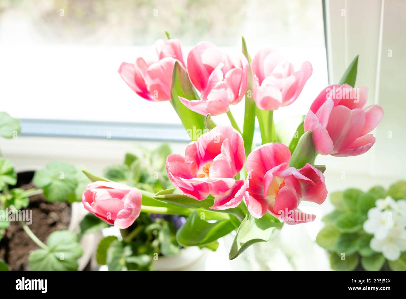 Ein Strauß rosa Tulpen in einer transparenten Vase auf der Fensterbank vor dem Hintergrund des Fensters. Blumenstrauß als Geschenk an deine Geliebte Stockfoto