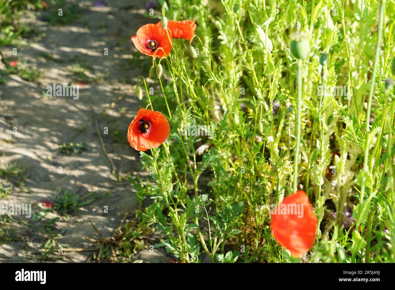 „Ein lebhaftes Feld aus rotem und rosa Mohn, das sich sanft im Wind unter einem klaren blauen Himmel bewegt, strahlt das Wesen des Frühlings aus. Stockfoto