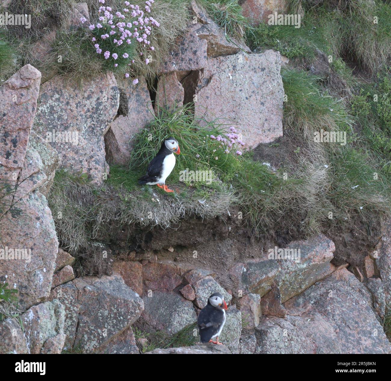 Papageientaucher auf Klippen bei Bullers of Buchan Stockfoto