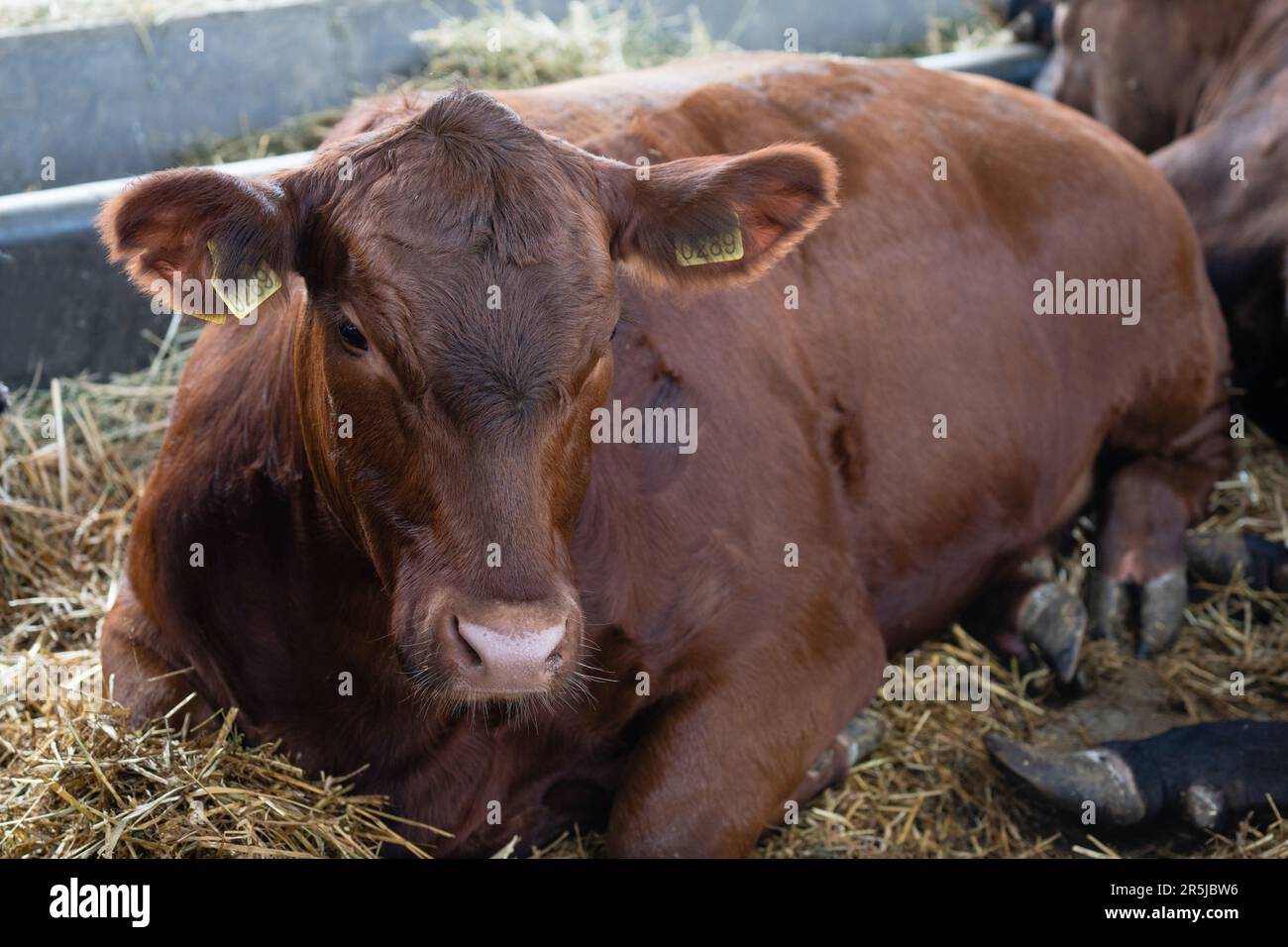 Braune Kuh in einem Milchbetrieb Stockfoto