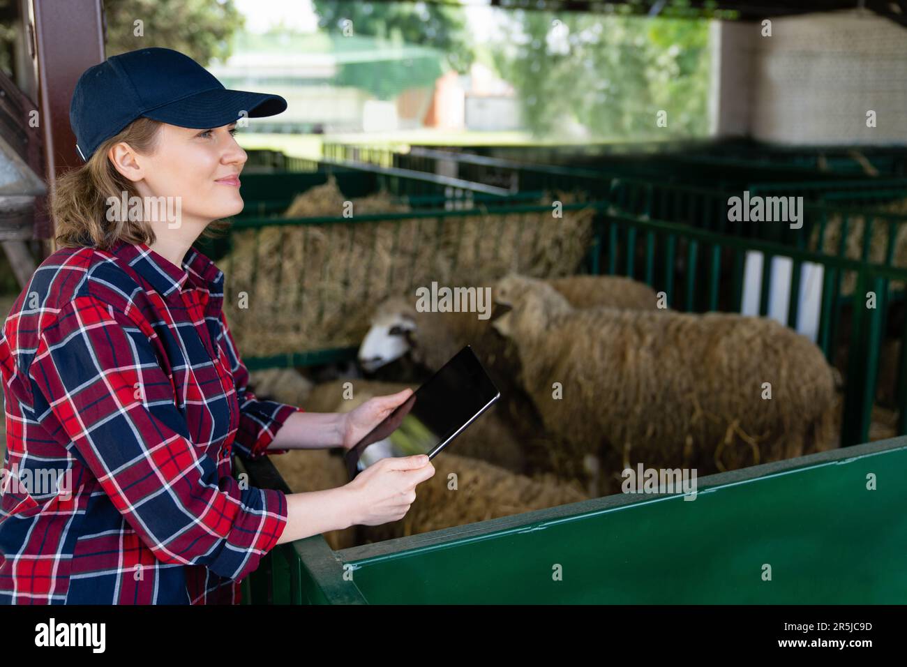 Landwirtin mit Tablet in einer Schaffalz. Herdenmanagement Stockfoto