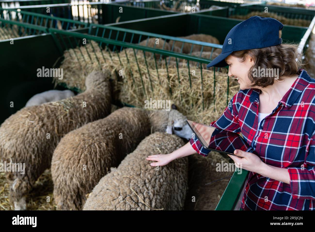 Landwirtin mit Tablet in einer Schaffalz. Herdenmanagement Stockfoto