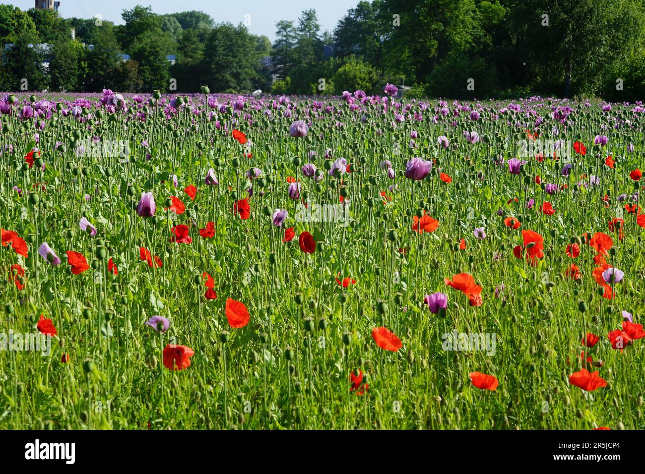 Ein Feld mit verschiedenen Mohnsorten, rotem Mohn und rosa Mohn Stockfoto