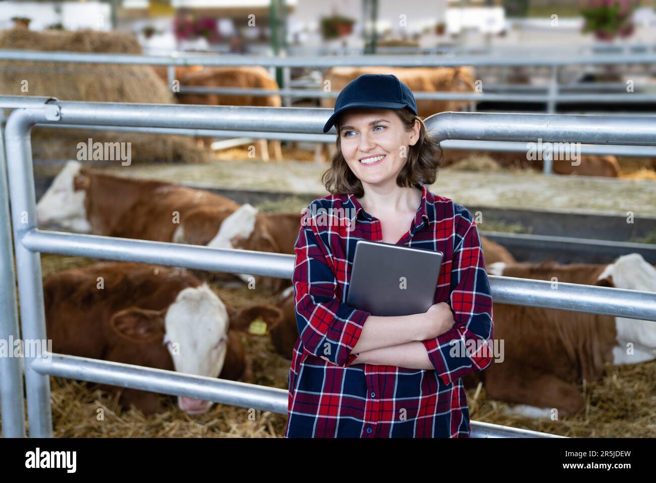 Eine Landwirtin mit Tablet-PC inspiziert Kühe auf einem Milchviehbetrieb. Herdenmanagement. Stockfoto