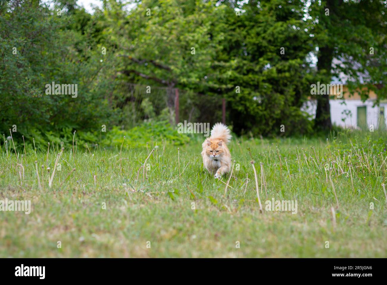 Eine orange-rote Katze mit weißem Kragen läuft an einem warmen Sommertag durch eine grüne Wiese mit blühenden Löwenzahnen und grünen Bäumen im Hintergrund. Stockfoto