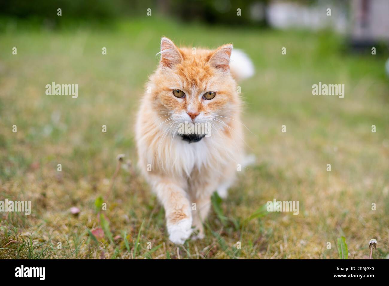 Porträt einer orangefarbenen Katze mit weißem Kragen auf einer grünen Wiese mit blühenden Löwenzahnen und einem verschwommenen Bokeh-Hintergrund an einem warmen Sommertag. Stockfoto