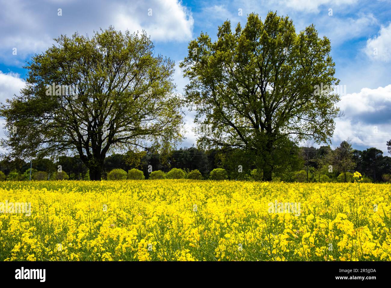 Rappelfeld, Rappelfeld mit fokussiertem binären Baum und blauem Himmel. Stockfoto