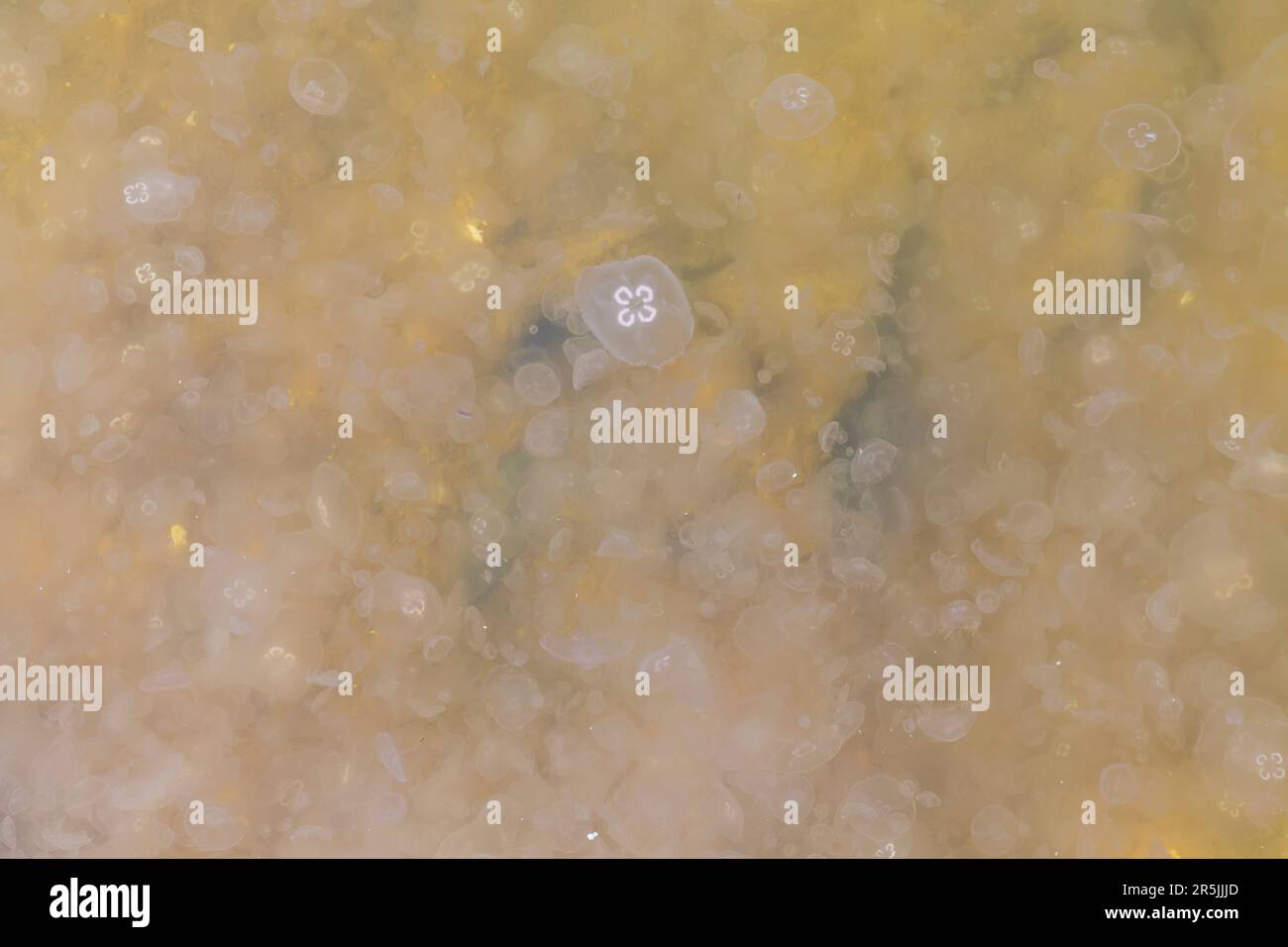 Poole, Dorset, UK. 4. Juni 2023 Tausende von Mondquallen, Aurelia aurita, gesehen in Poole Park Lake, Poole, Dorset an einem warmen, sonnigen Tag. Es gibt verschiedene Namen für eine Gruppe von Quallen, einschließlich Schwarm, Blüte, Heroin, Fluther, Brut, Schlamm, Stiche oder feststecken. Kredit: Carolyn Jenkins/Alamy Live News Stockfoto