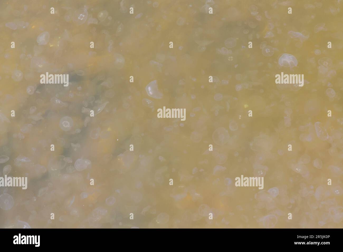 Poole, Dorset, UK. 4. Juni 2023 Tausende von Mondquallen, Aurelia aurita, gesehen in Poole Park Lake, Poole, Dorset an einem warmen, sonnigen Tag. Es gibt verschiedene Namen für eine Gruppe von Quallen, einschließlich Schwarm, Blüte, Heroin, Fluther, Brut, Schlamm, Stiche oder feststecken. Kredit: Carolyn Jenkins/Alamy Live News Stockfoto