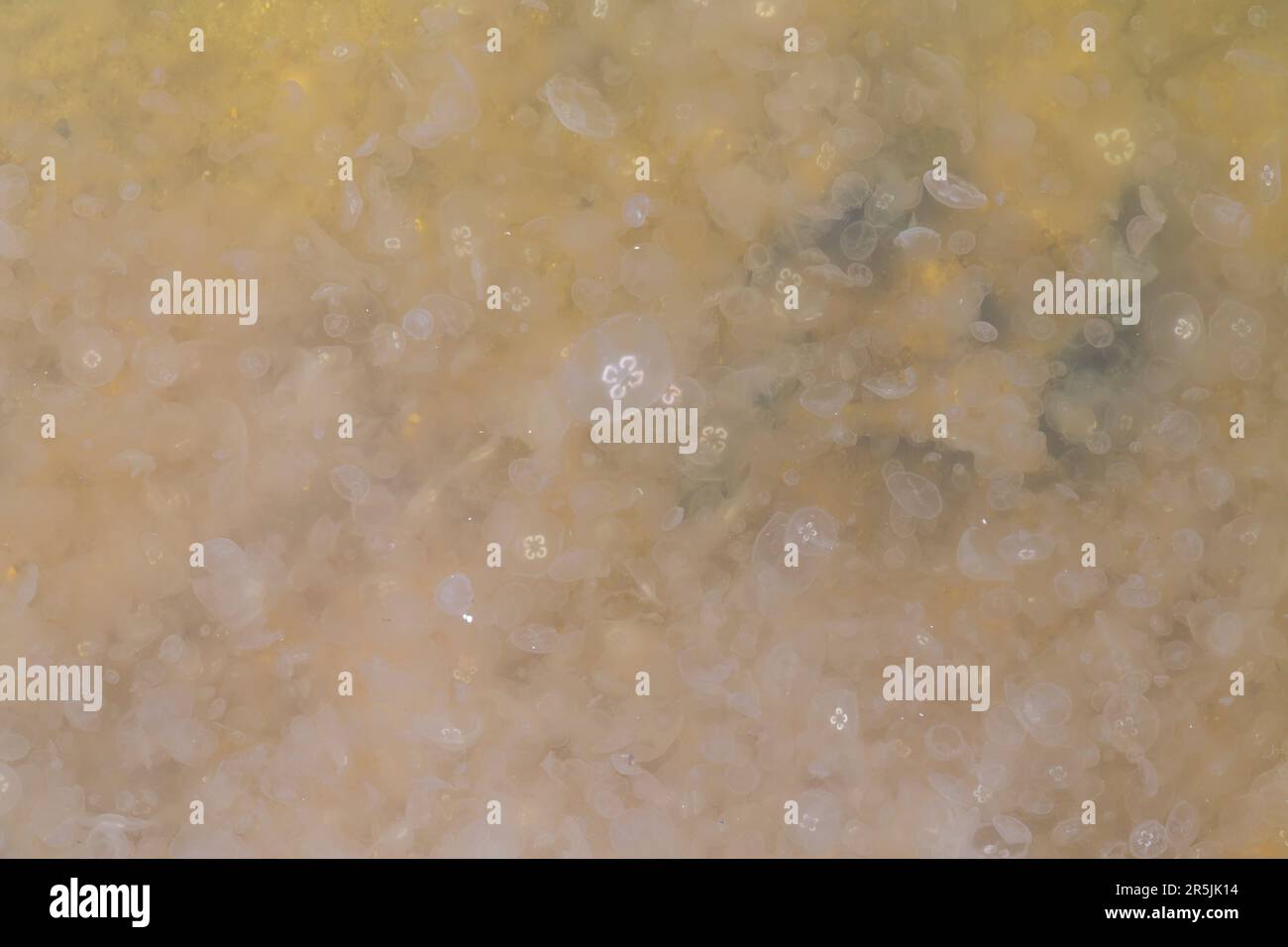 Poole, Dorset, UK. 4. Juni 2023 Tausende von Mondquallen, Aurelia aurita, gesehen in Poole Park Lake, Poole, Dorset an einem warmen, sonnigen Tag. Es gibt verschiedene Namen für eine Gruppe von Quallen, einschließlich Schwarm, Blüte, Heroin, Fluther, Brut, Schlamm, Stiche oder feststecken. Kredit: Carolyn Jenkins/Alamy Live News Stockfoto