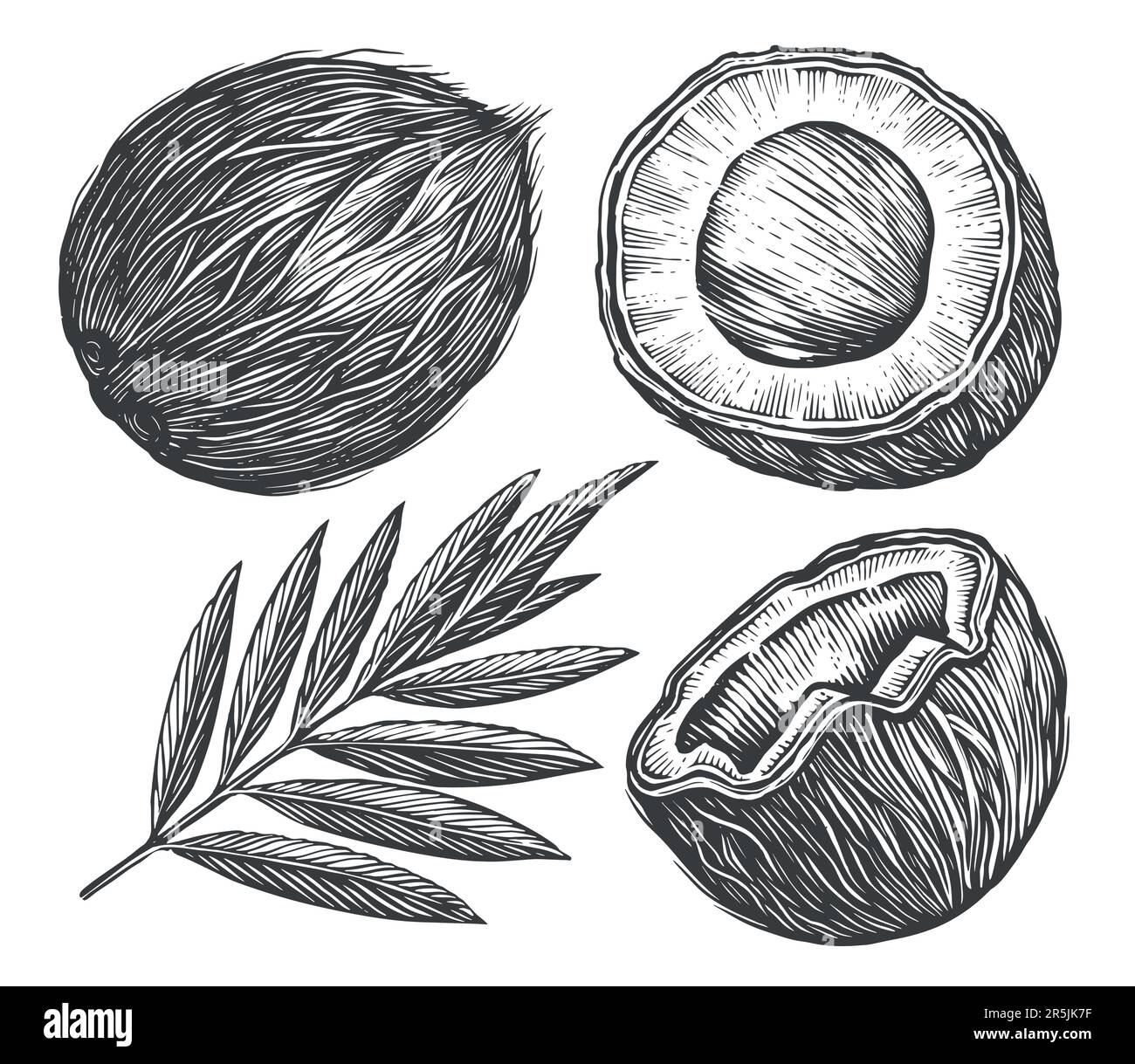 Kokosnuss mit Palmenblatt. Skizze Vektor tropische Lebensmittel Vektor Illustration. Handgezeichnete Zeichnungen im Vintage-Stil Stock Vektor
