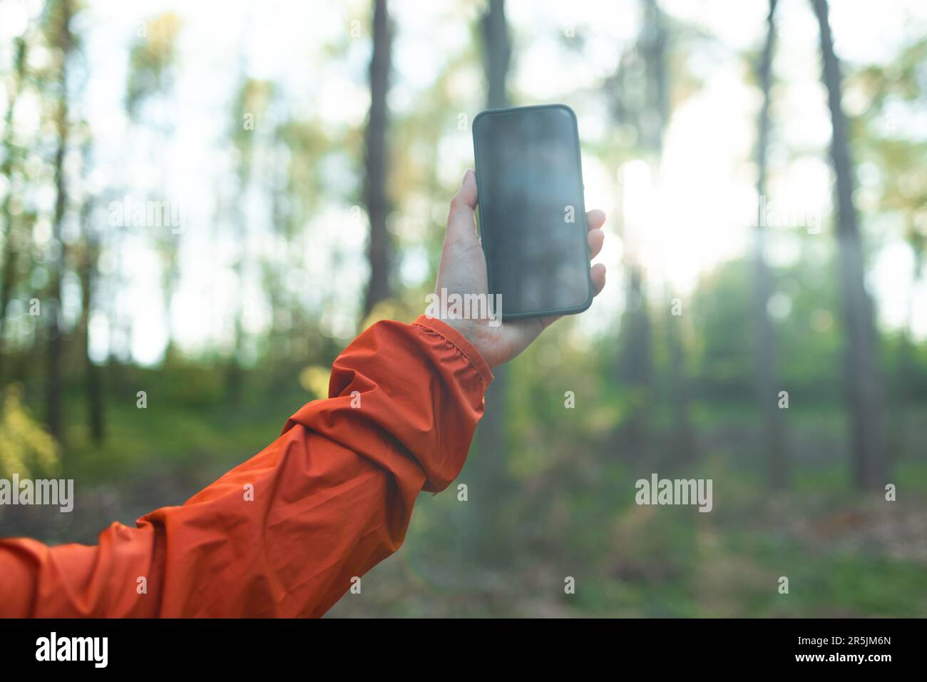 Eine Frau steht in einem Herbstwald auf einer Wanderung und erhält einen Anruf auf einem Smartphone mit erhobenem Arm. Wanderer, der auf einem nach einem Mobilfunknetz sucht Stockfoto