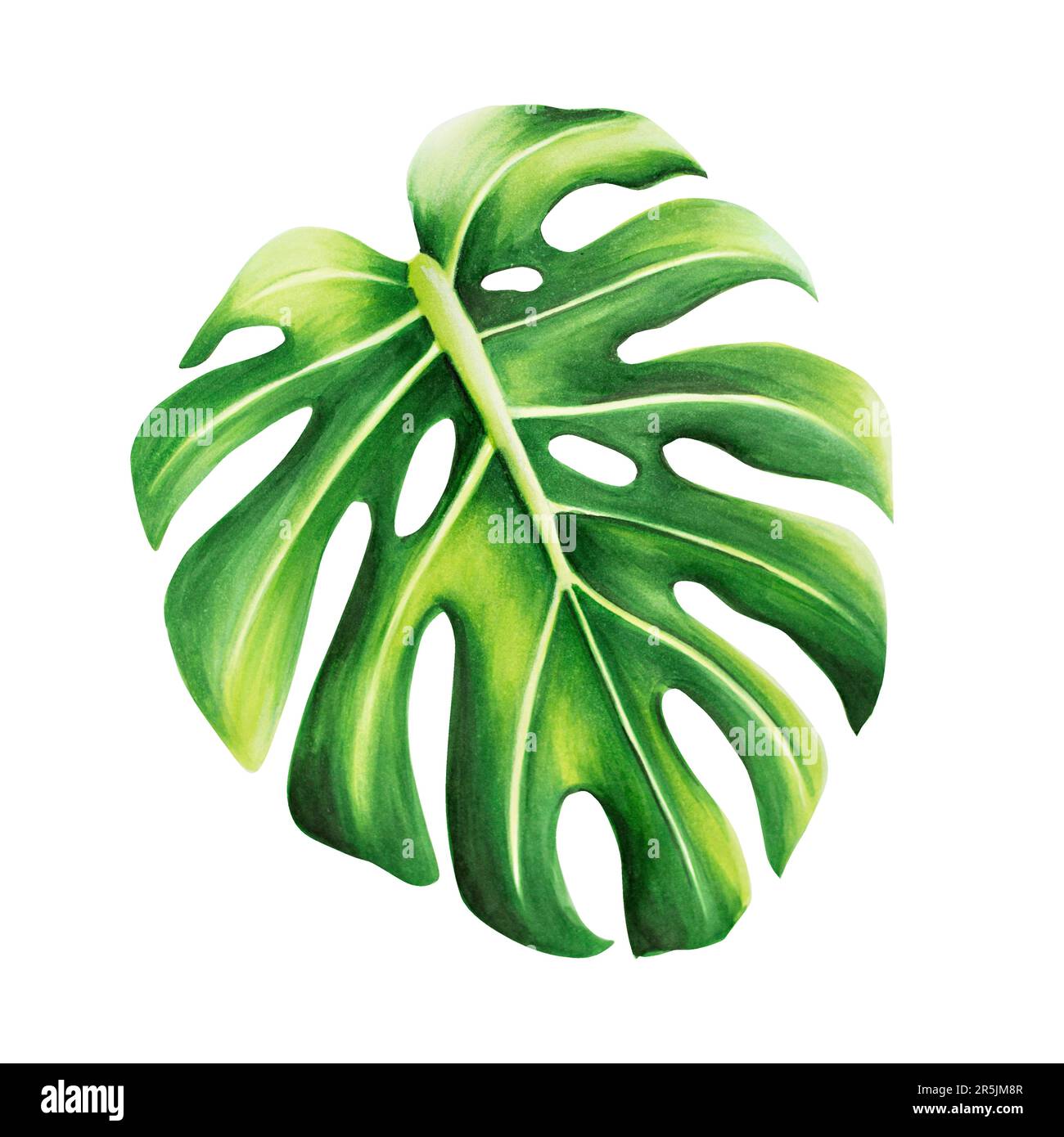 Aquarell realistische tropische Darstellung von Monstera isoliert auf weißem Hintergrund. Wunderschöne botanische handbemalte Blumenelemente. Für Konstrukteure, Stockfoto