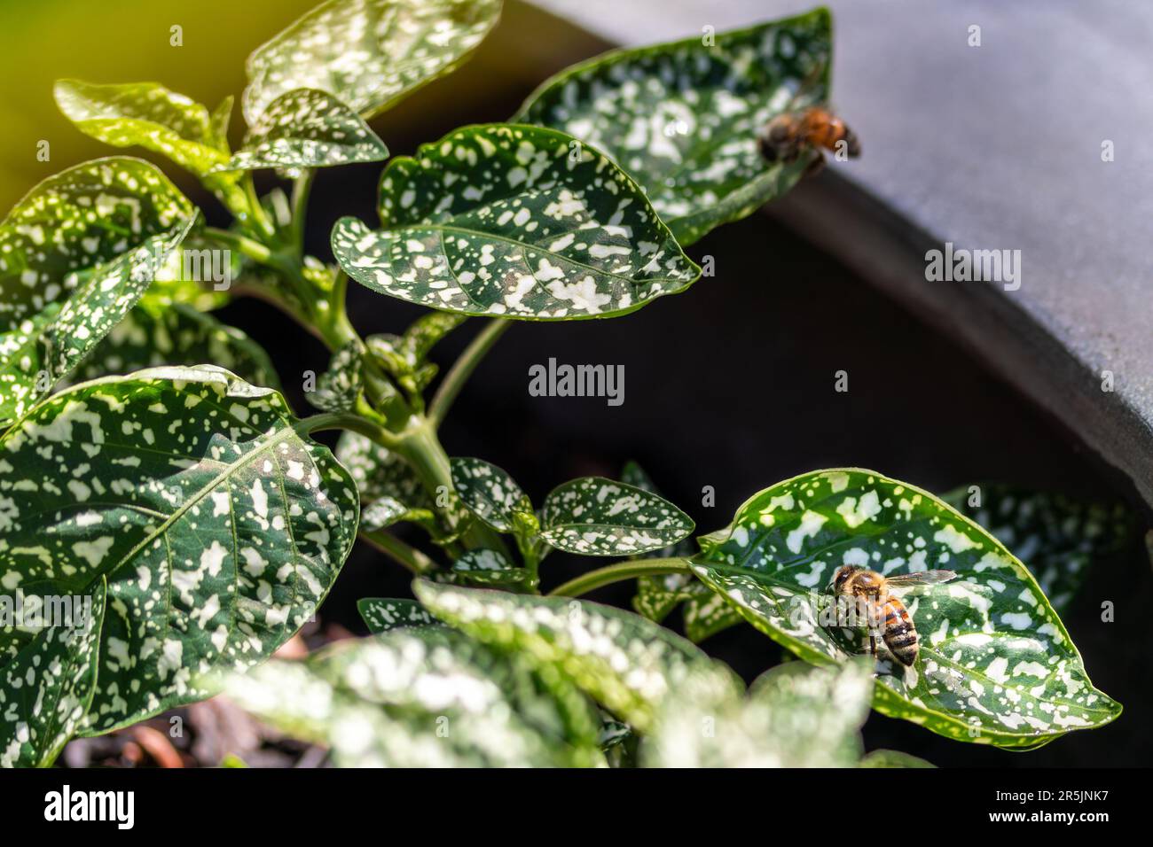 Bienen auf einem gefleckten grünen Blatt in einem Betontopf Stockfoto