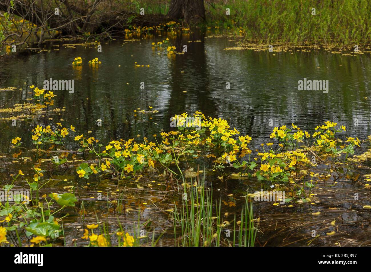 Sumpfblumen blühen am Ufer des Teiches. Stockfoto