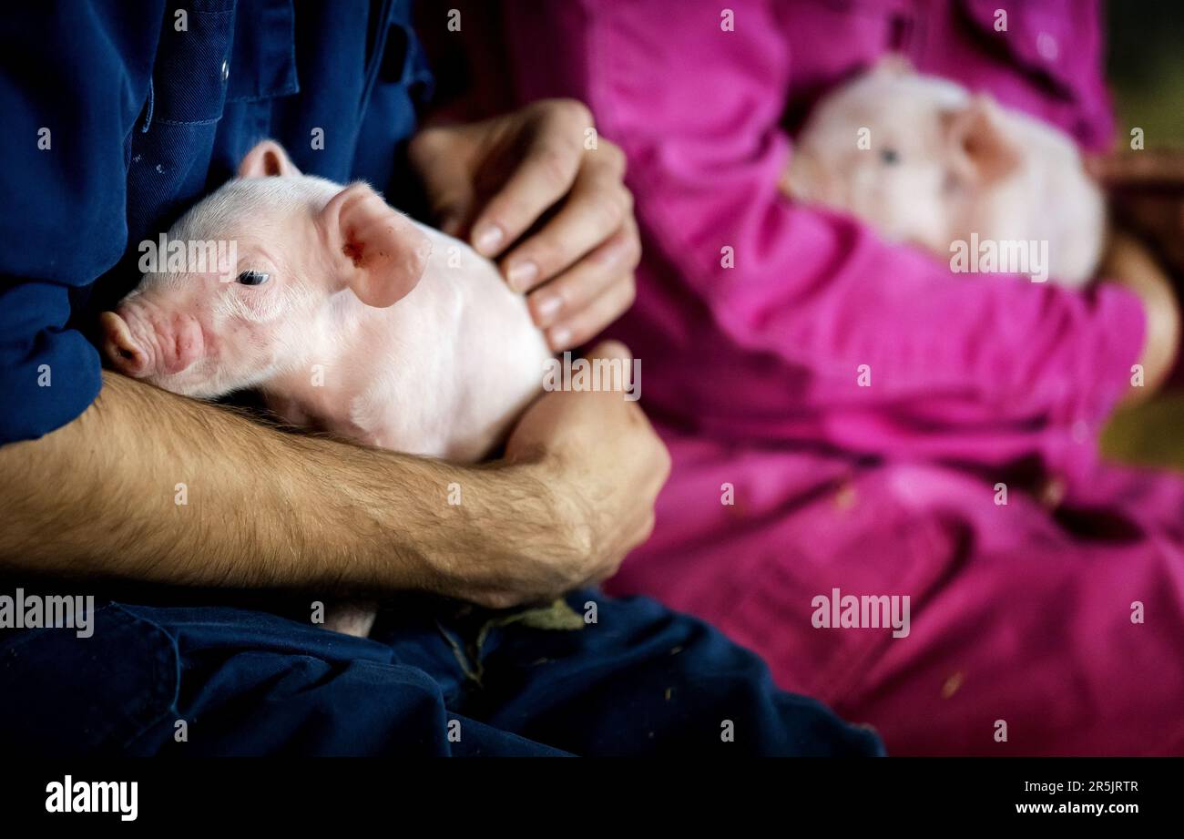 HOOGELOON - Ein Junge kuschelt mit einem Ferkel im Stall der Bio-Firma De Beukentuin. Besucher können die Farm besuchen, um Schweine aus nächster Nähe zu sehen und zu streicheln. ANP KOEN VAN WEEL niederlande raus - belgien raus Stockfoto