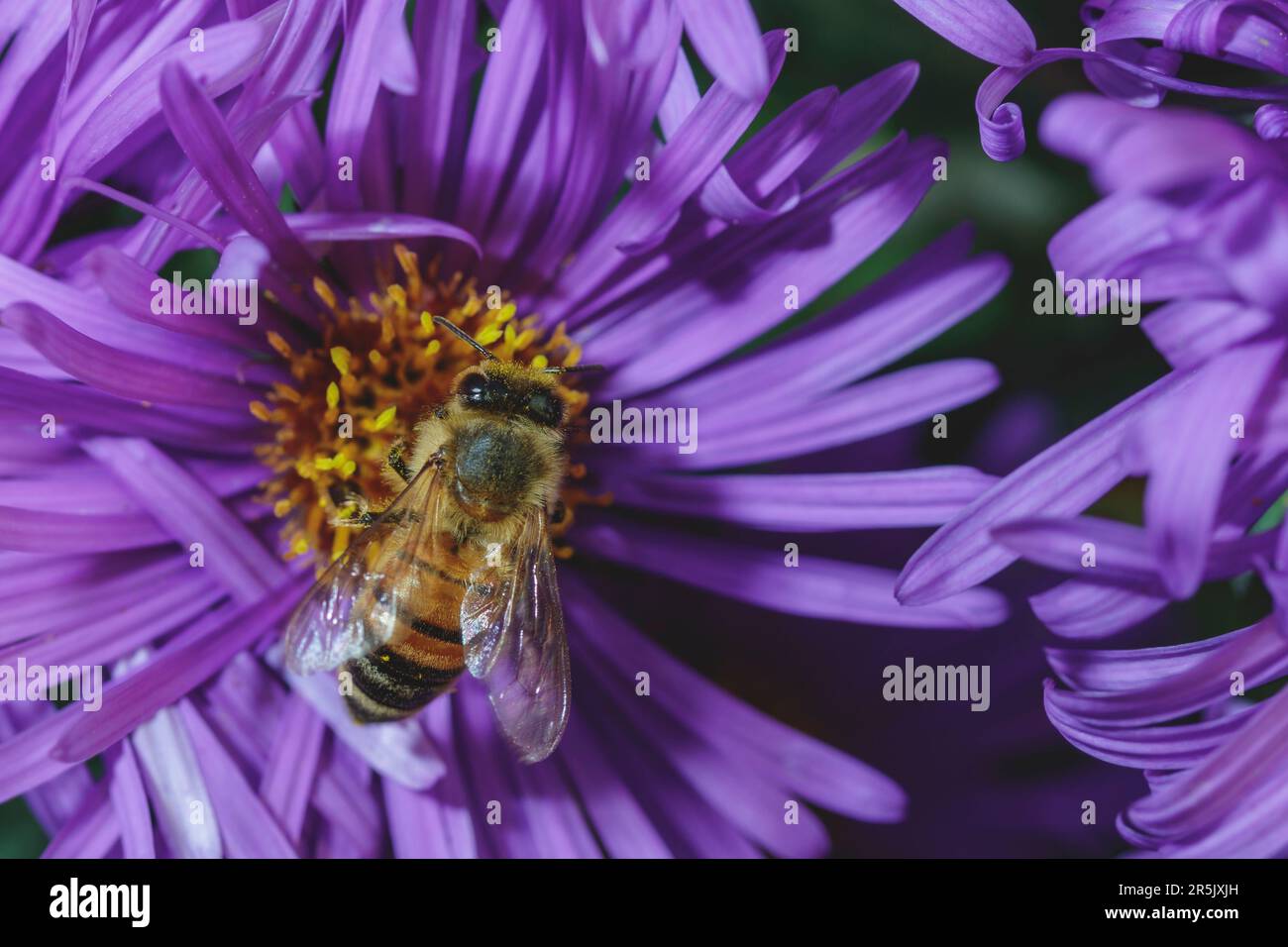 Eine Hummel bedeckt mit Pollen auf einer lila Blume im Herbst Stockfoto