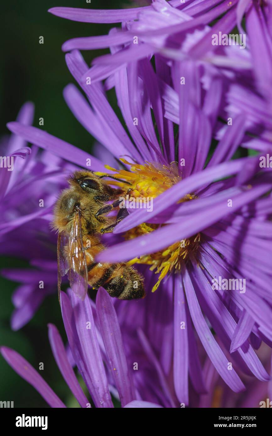 Eine Hummel bedeckt mit Pollen auf einer lila Blume im Herbst Stockfoto