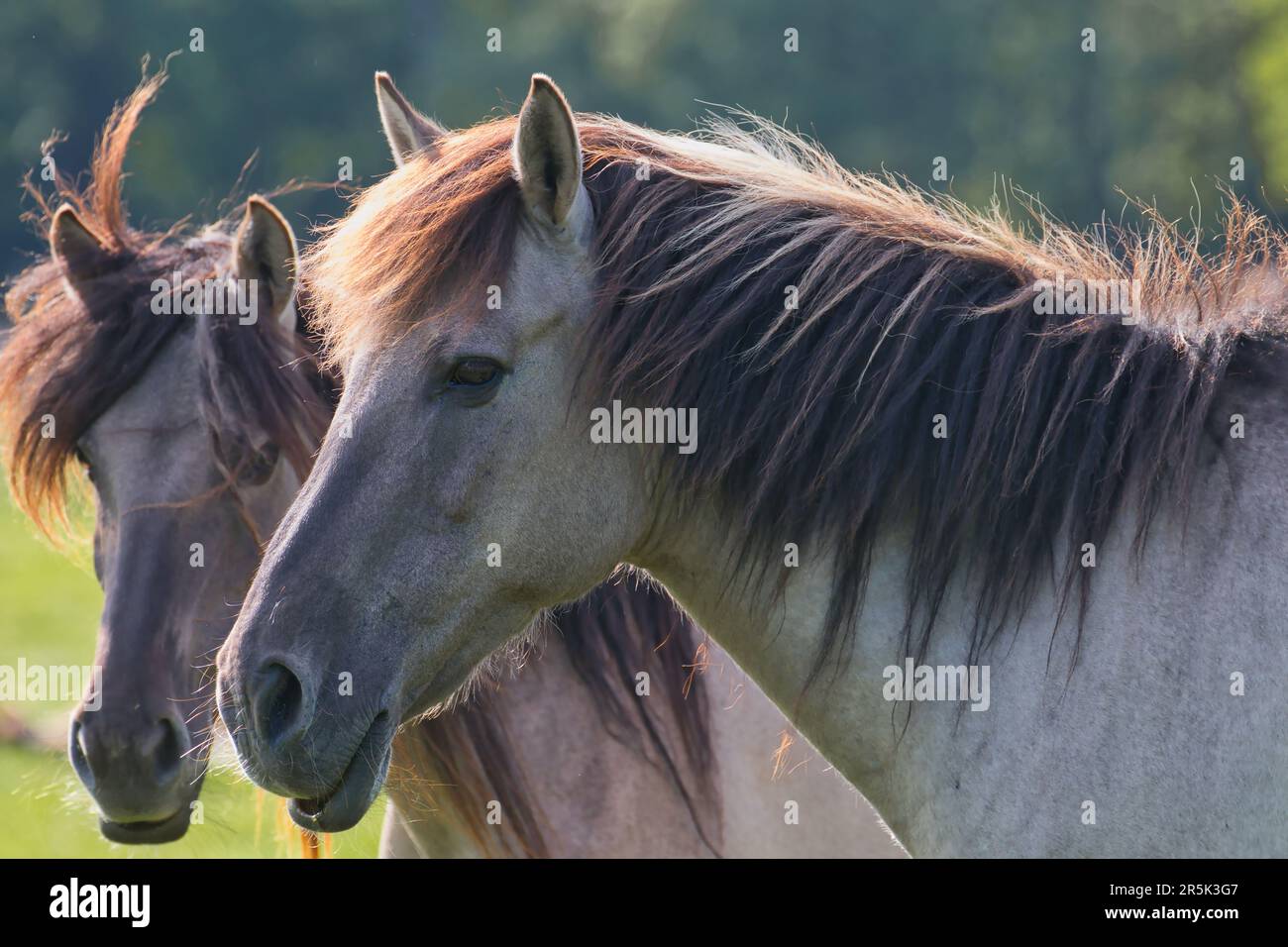 Pferdepaar-Porträt im Naturschutzgebiet Stockfoto