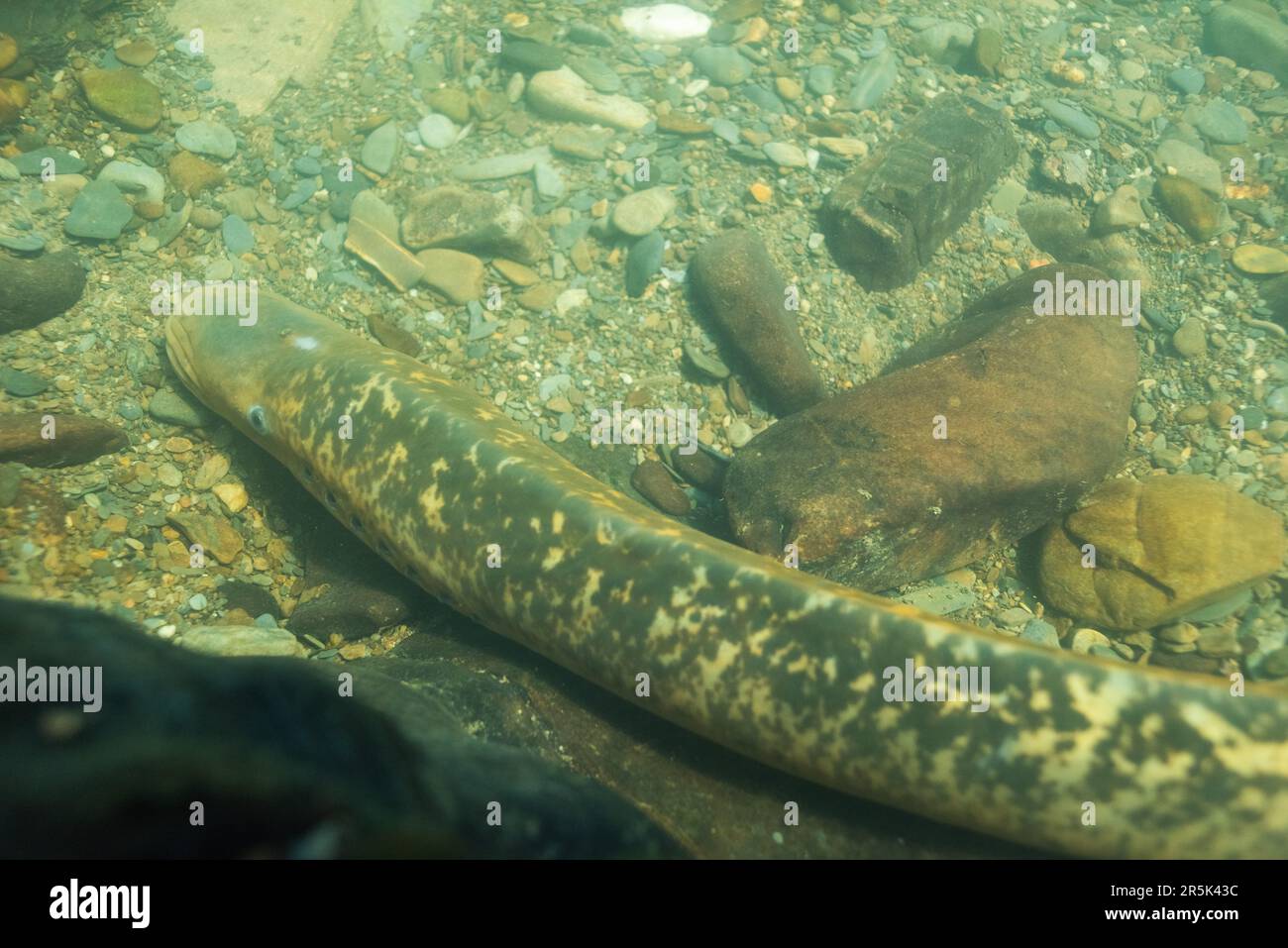 Nestgebäude von Seeflugmuten (Petromyzon marinus) im Fluss Teifi, Wales, Vereinigtes Königreich Stockfoto