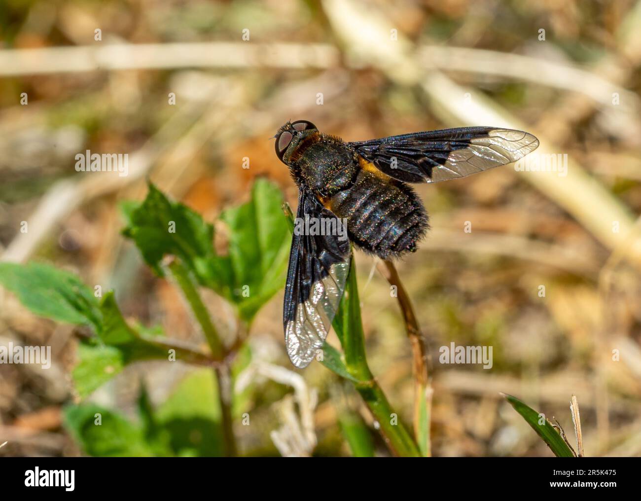 Zimmermannsbiene im Garten Stockfoto