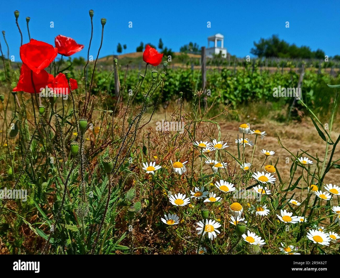 Aussichtsterrasse über die Weinberge in der Nähe von Szerencs, Tokaj, Ungarn. Blick auf blühende Mohn- und Gänseblümchen. Stockfoto