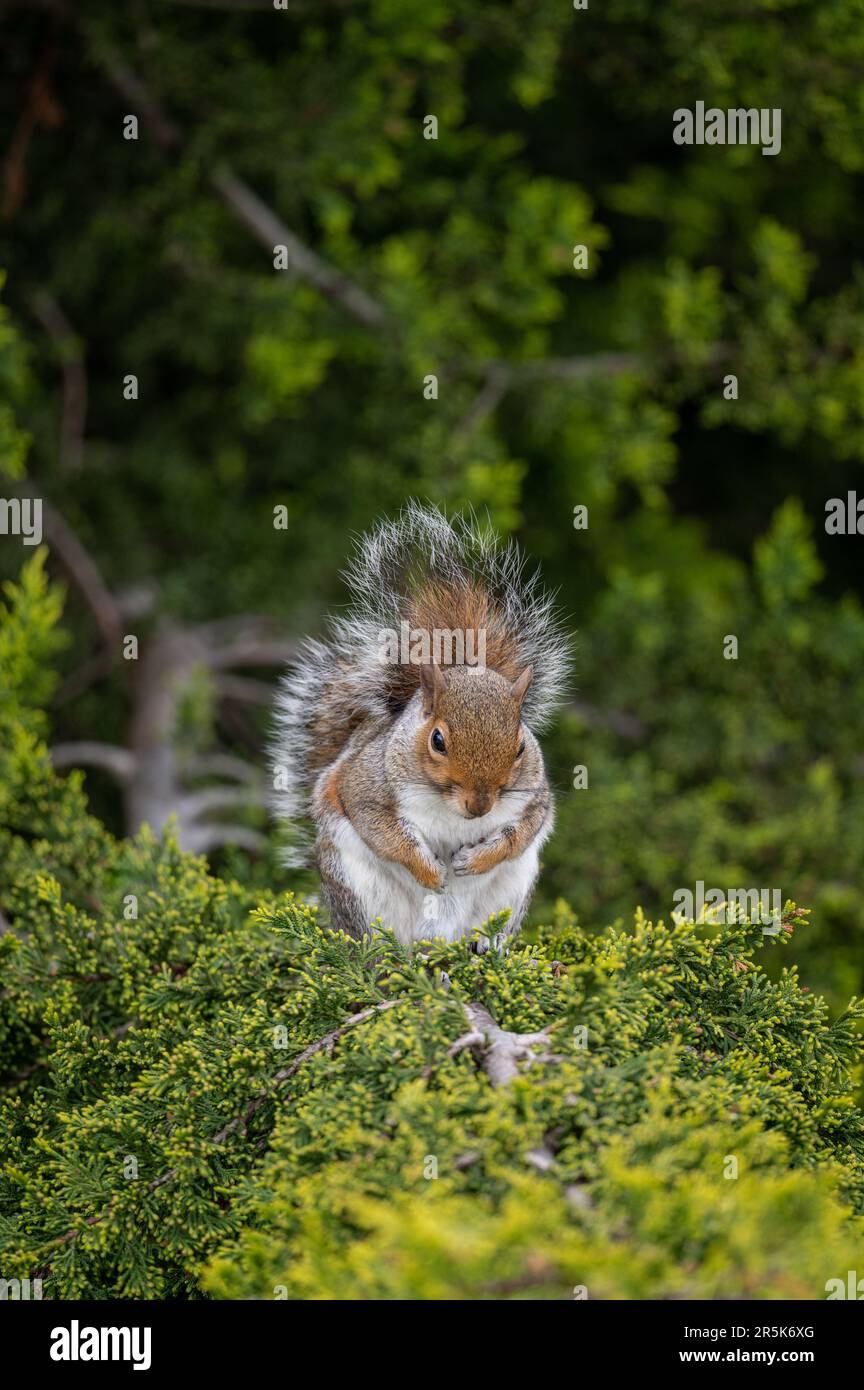 Ein Eichhörnchen, das auf einem Baum sitzt. Das Eichhörnchen zeigt nach vorne, die Pfoten sind in der Brust. Grey Squirrel (Sciurus carolinensis) in Beckenham, Kent, Vereinigtes Königreich. Stockfoto