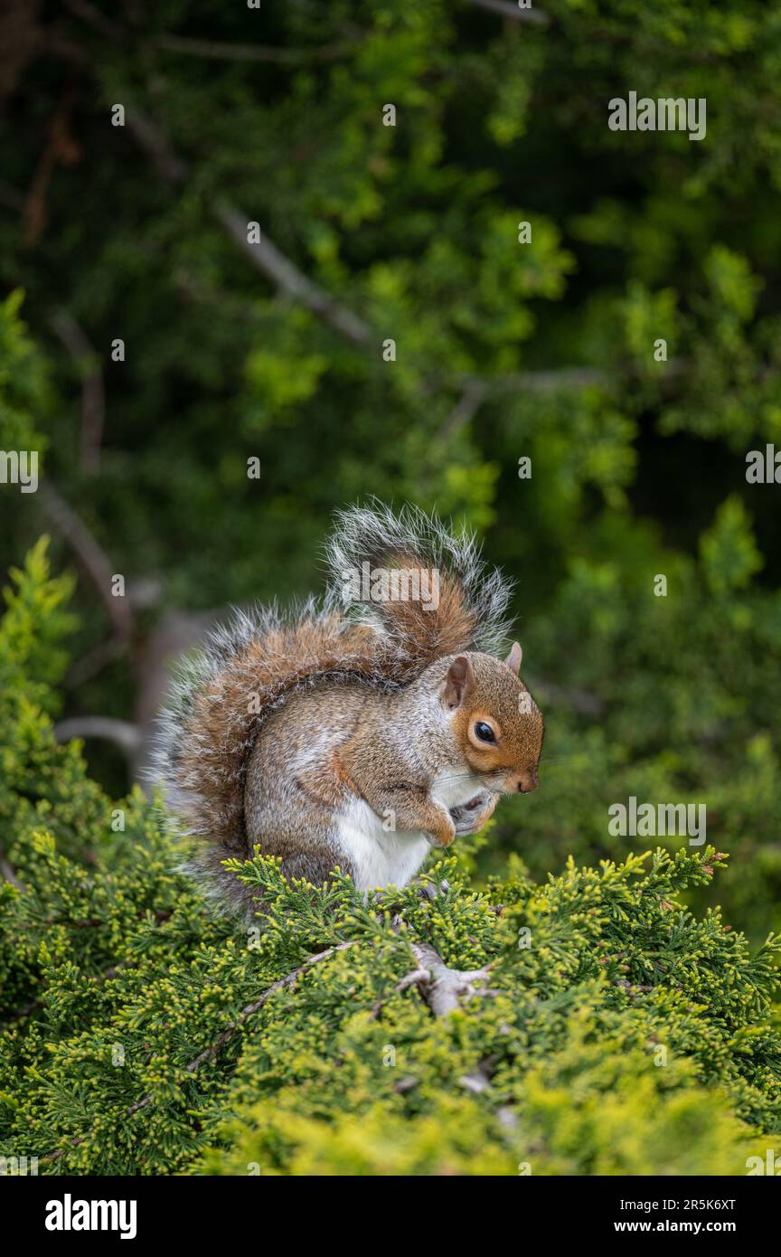 Ein Eichhörnchen, das auf einem Baum sitzt. Das Eichhörnchen zeigt halb rechts mit den Pfoten in der Brust. Grey Squirrel (Sciurus carolinensis) in Beckenham, Kent, Vereinigtes Königreich. Stockfoto