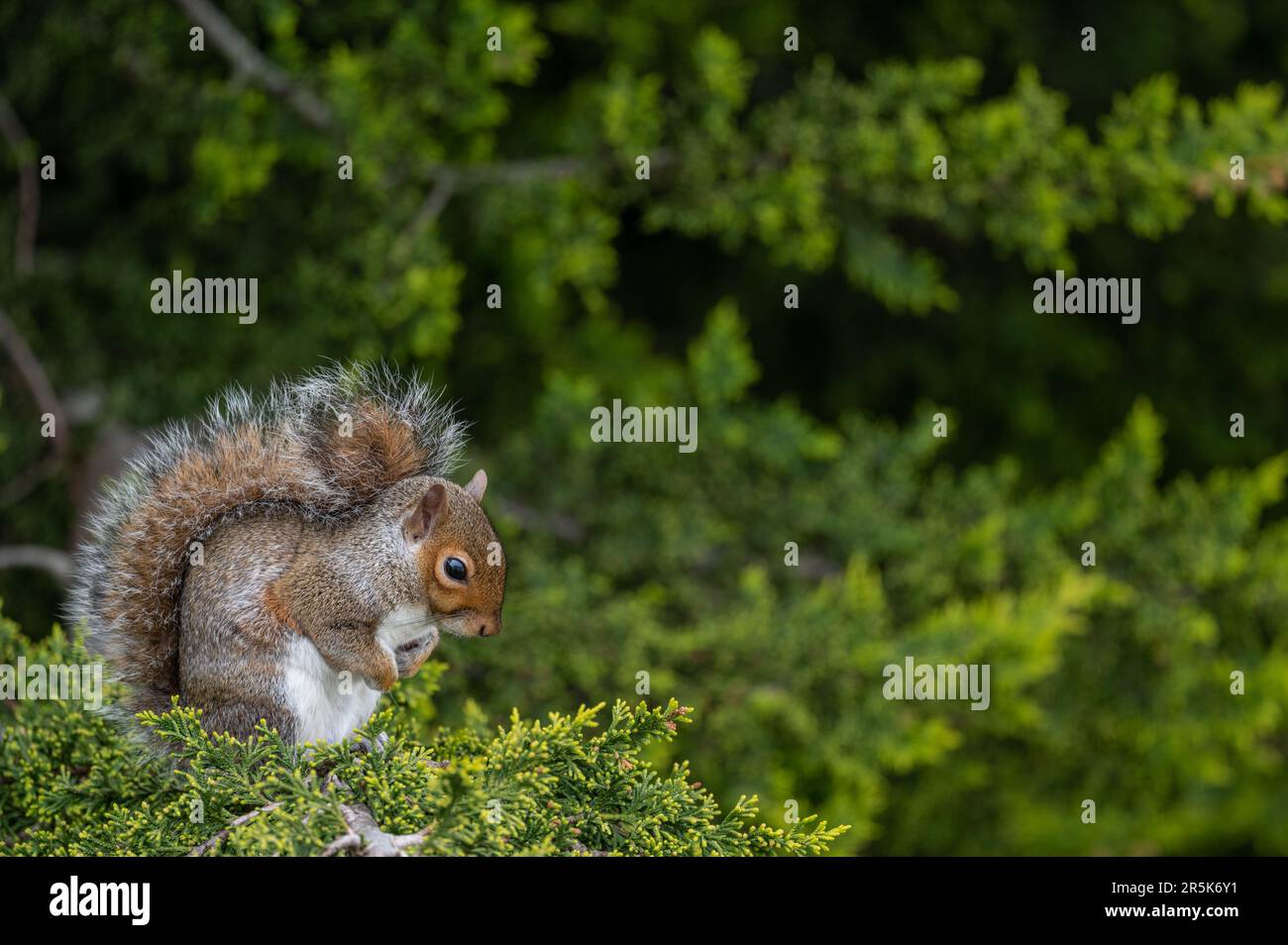 Ein Eichhörnchen, das auf einem Baum sitzt. Das Eichhörnchen zeigt nach rechts mit Platz für Kopien. Grey Squirrel (Sciurus carolinensis) in Beckenham, Kent, Vereinigtes Königreich. Stockfoto