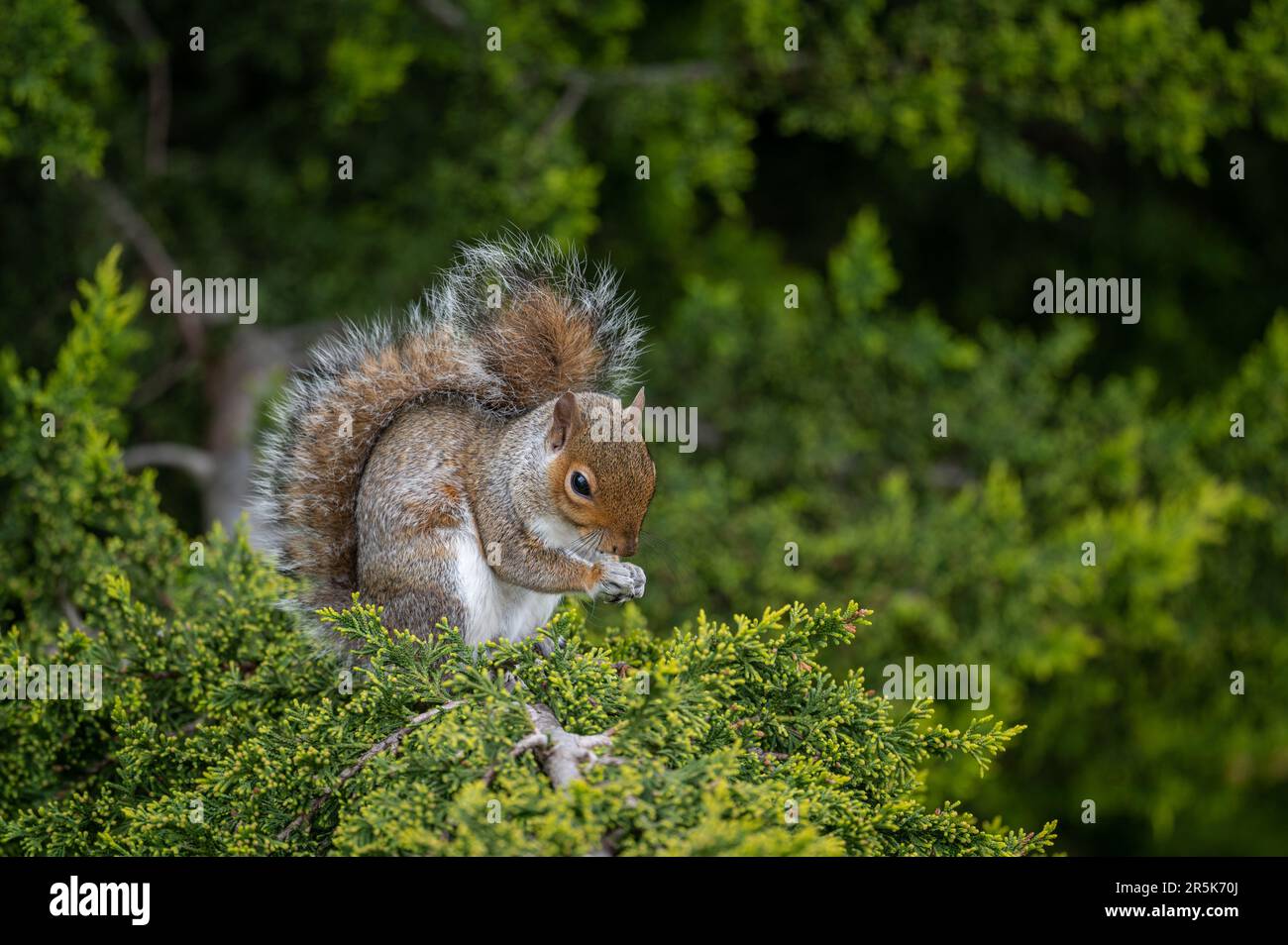 Ein Eichhörnchen, das auf einem Baum sitzt. Das Eichhörnchen zeigt halb rechts mit den Pfoten vorne. Grey Squirrel (Sciurus carolinensis) in Beckenham, Kent, Vereinigtes Königreich. Stockfoto