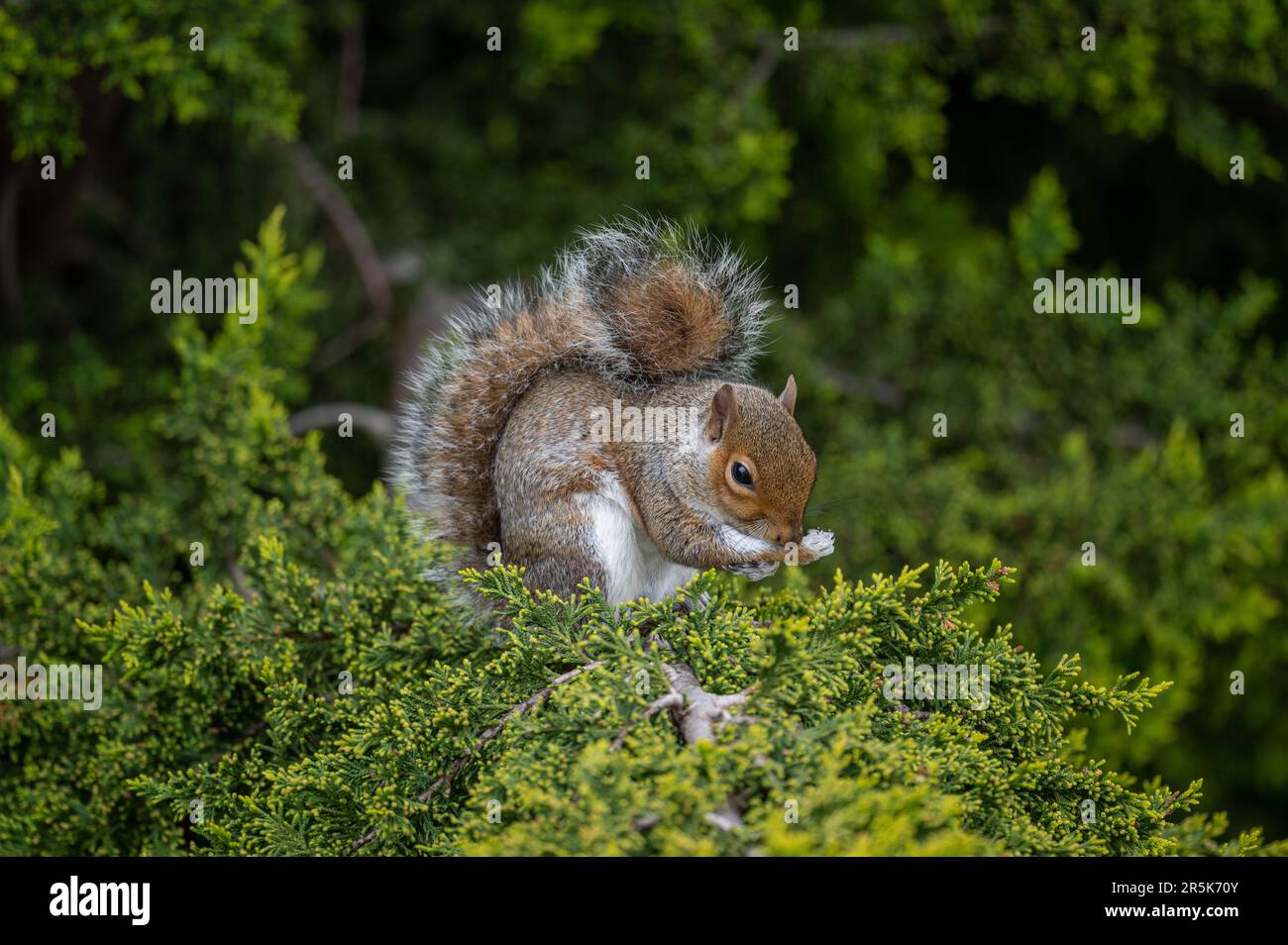 Ein Eichhörnchen, das auf einem Baum sitzt. Das Eichhörnchen, das halb rechts steht, reinigt seine Pfote. Grey Squirrel (Sciurus carolinensis) in Beckenham, Kent, Vereinigtes Königreich. Stockfoto