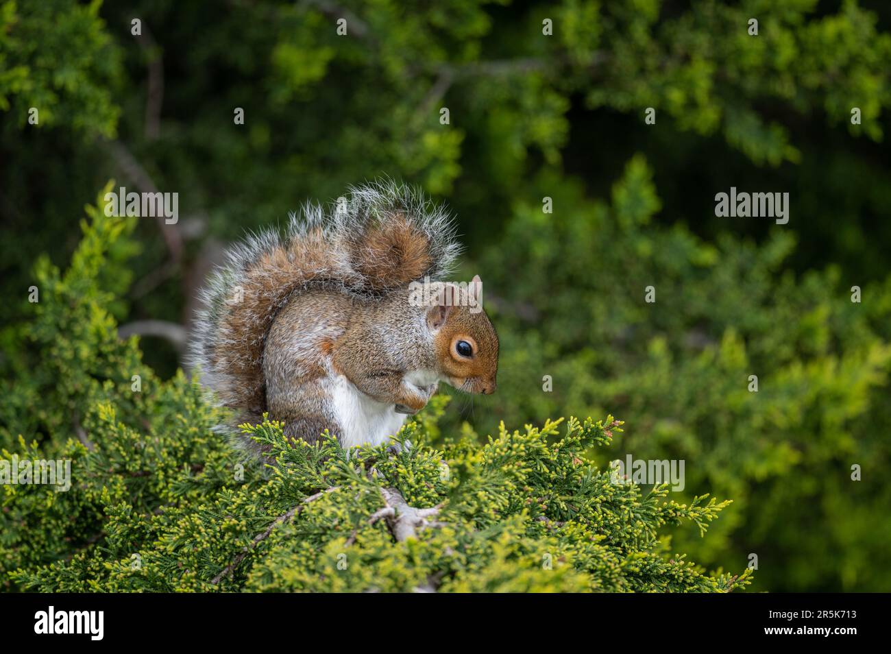 Ein Eichhörnchen, das auf einem Baum sitzt. Das Eichhörnchen zeigt nach rechts mit den Pfoten in der Brust. Grey Squirrel (Sciurus carolinensis) in Beckenham, Kent, Vereinigtes Königreich. Stockfoto