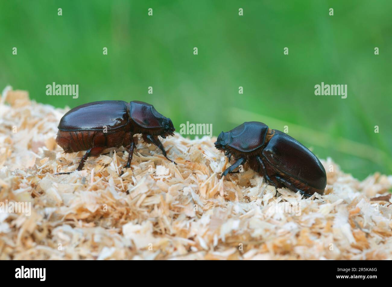 Weibliche europäische Nashorn-Käfer, Oryctes nasicornis auf Sägemehl, Makrofoto Stockfoto